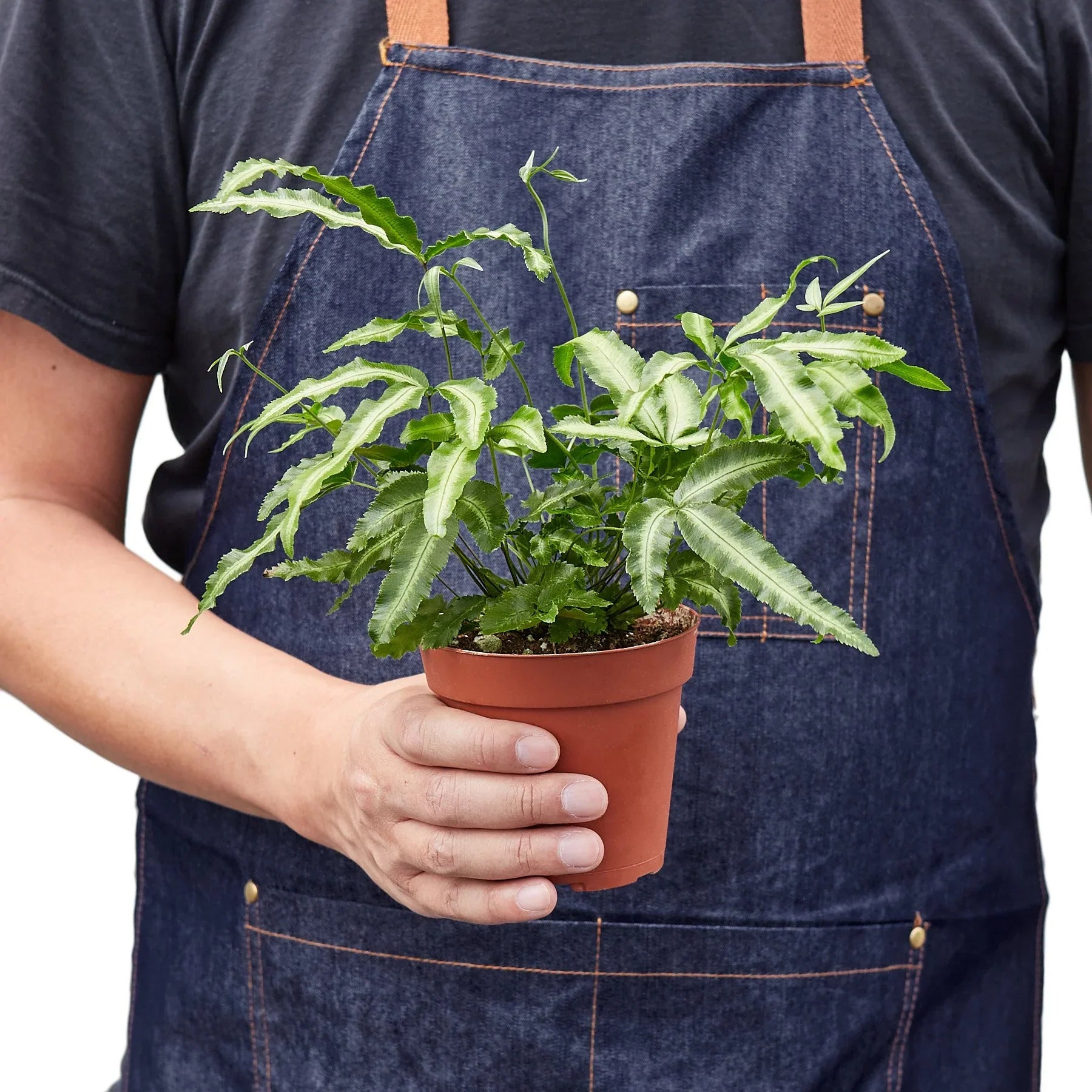 Pteris Cretica Albo Silver Ribbon Fern