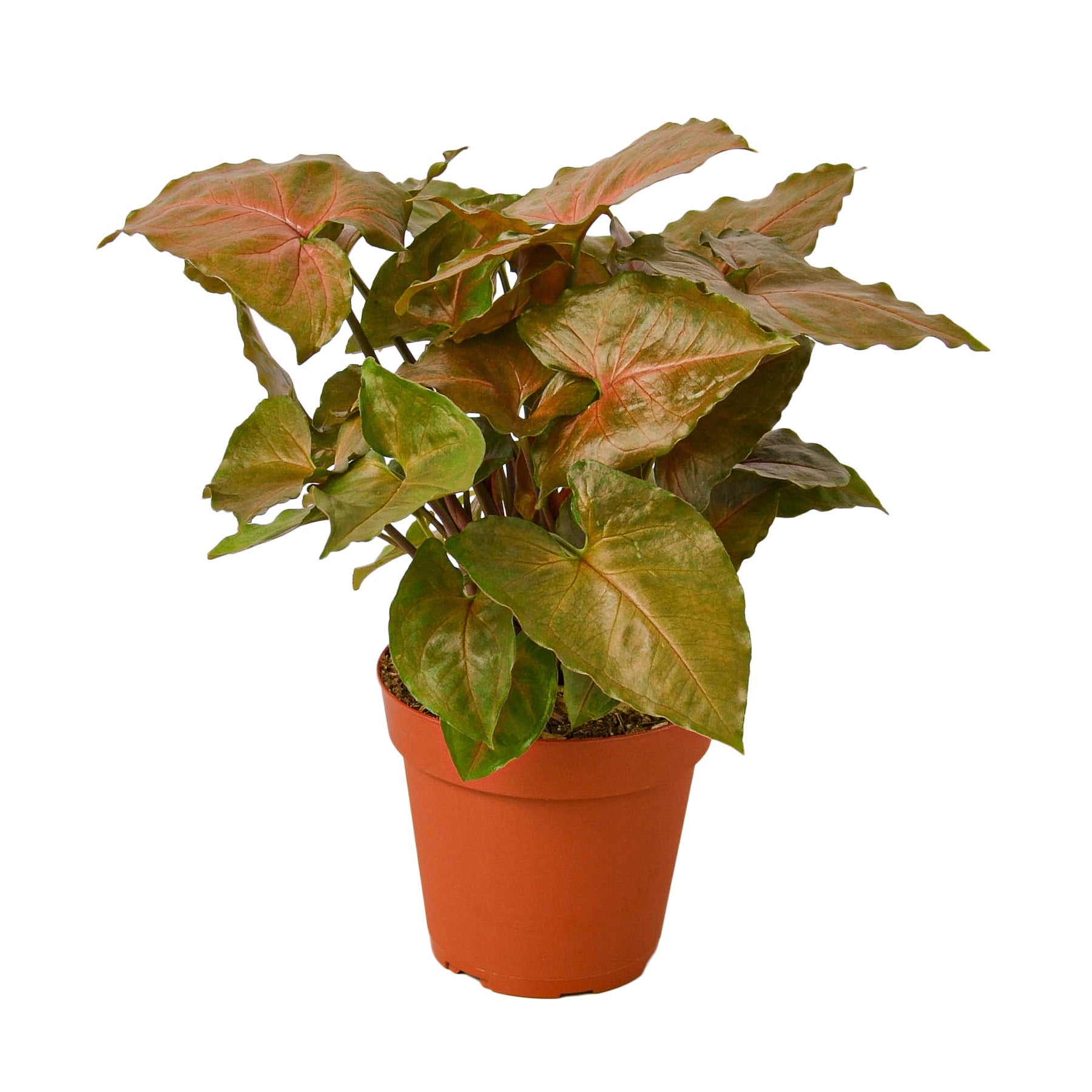 Syngonium Merry Dark Allusion