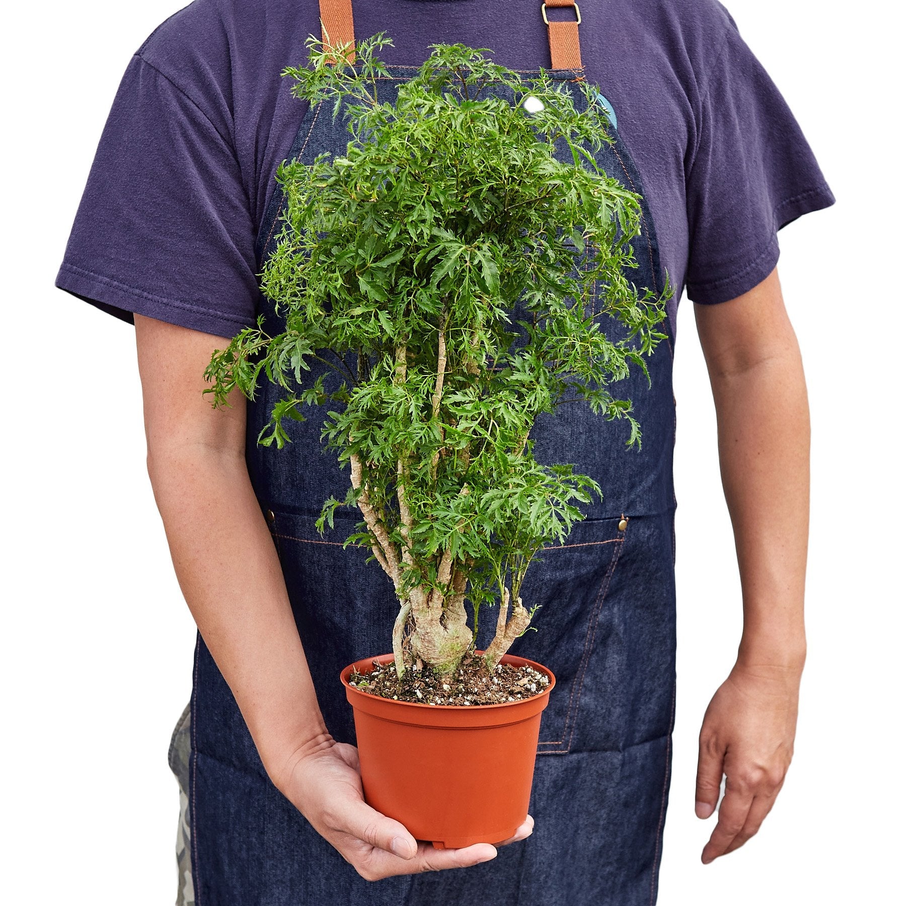 Aralia Ming Stump Polyscias Fruticosa
