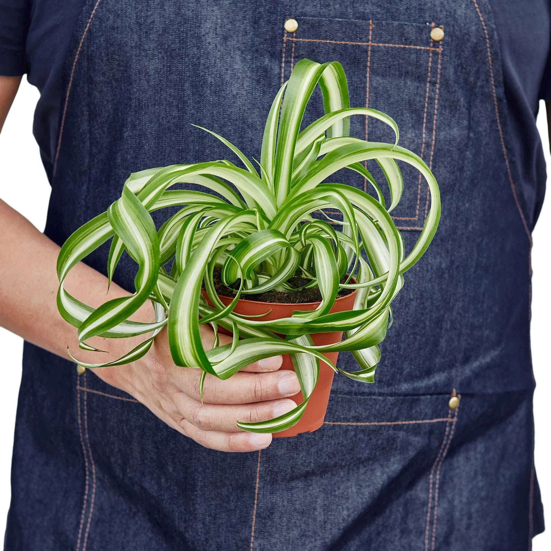 Chlorophytum Comosum Spider Plant 'Bonnie'