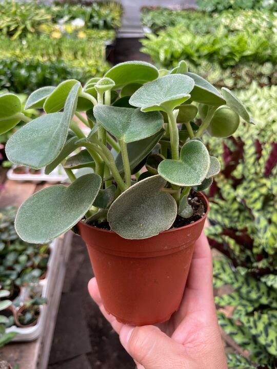 Peperomia Incana Fuzzy 'Felted Pepperface'