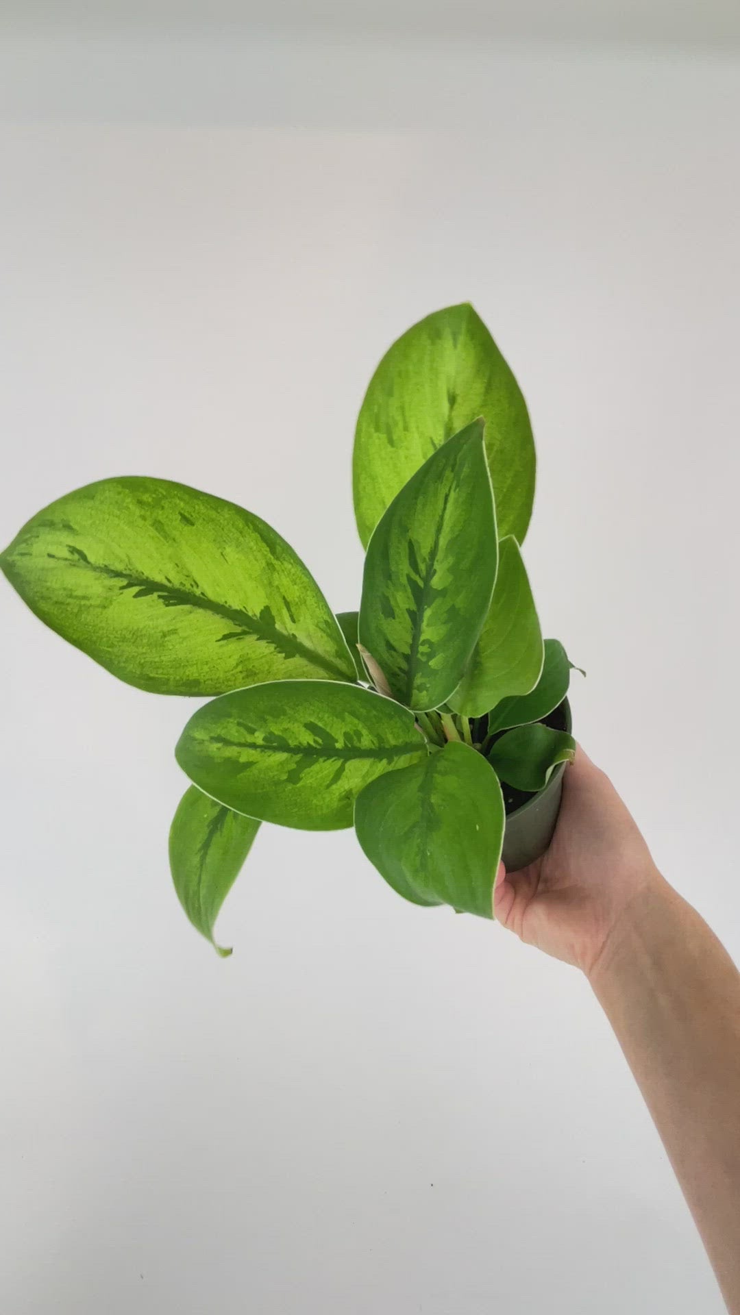 Homalomena Selby Hybrid