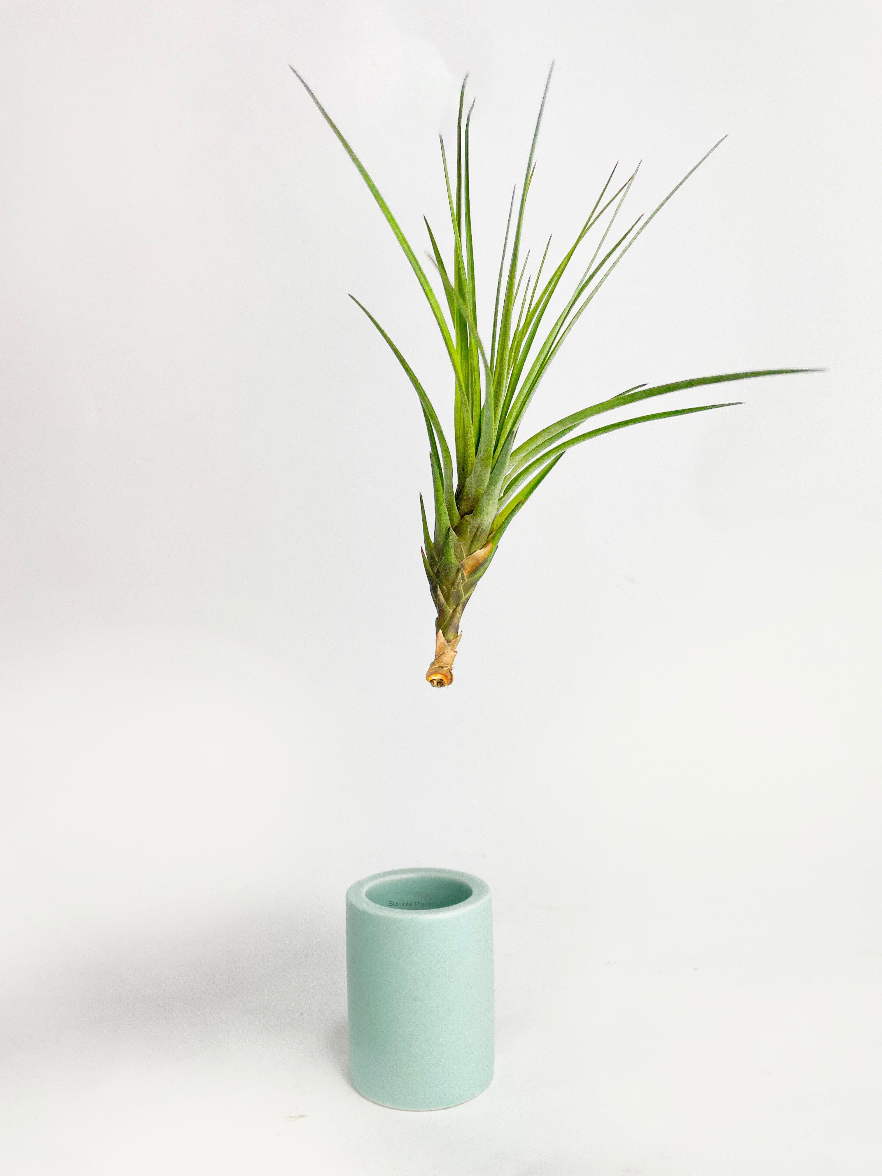 Tillandsia Air Plant Holder - Bumble Plants