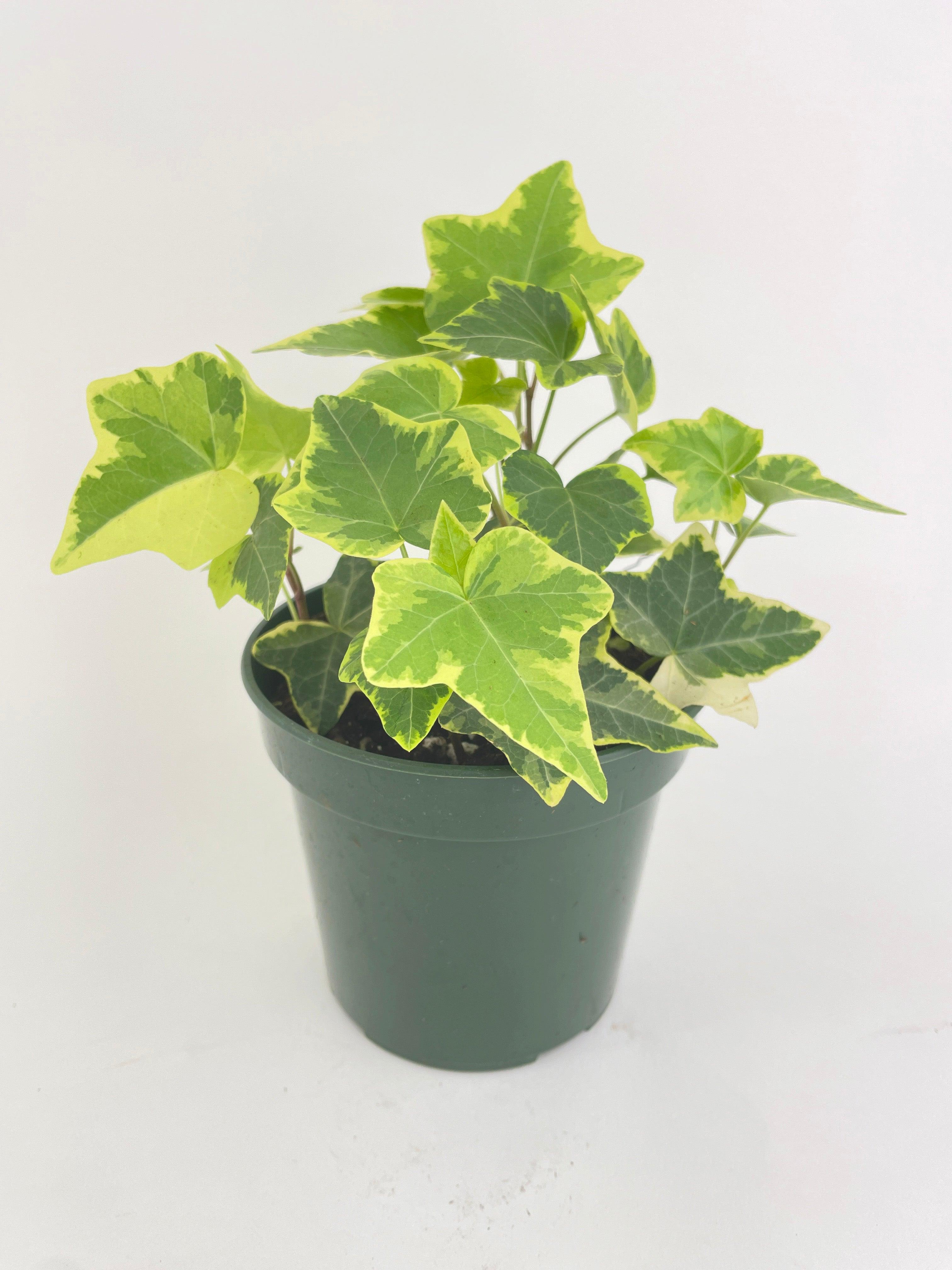 Algeriensis Ivy Hedera Variegata - Bumble Plants