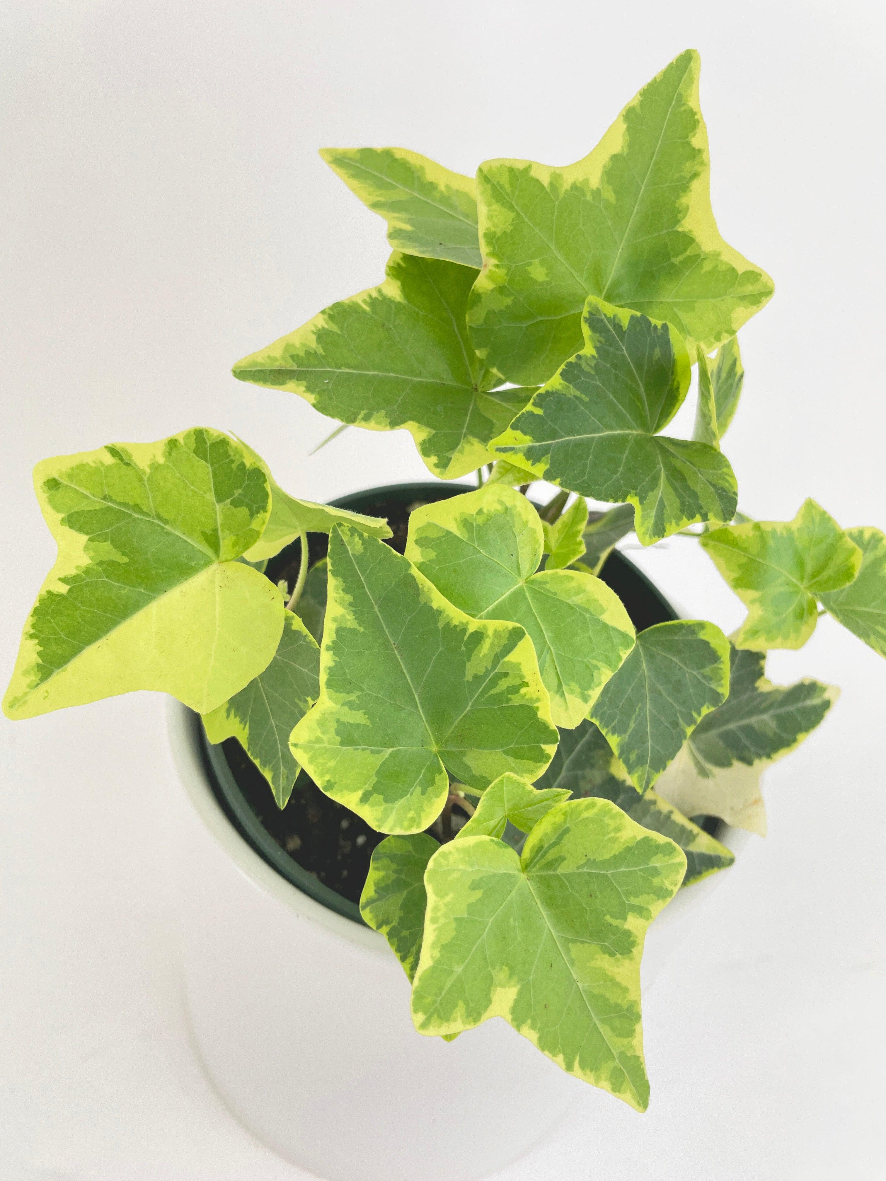 Algeriensis Ivy Hedera Variegata - Bumble Plants