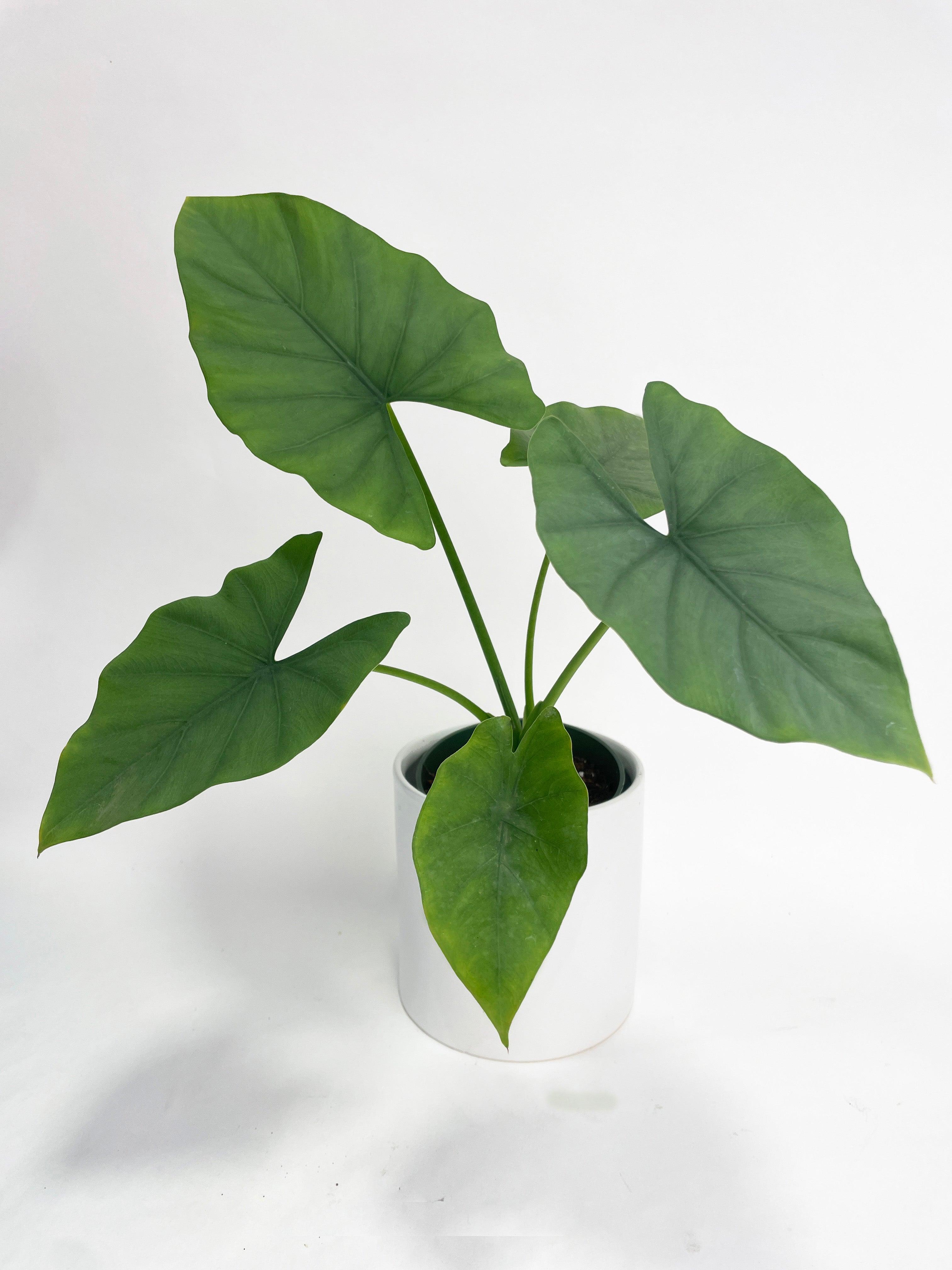 Alocasia Puber 'Green Goddess' - Bumble Plants