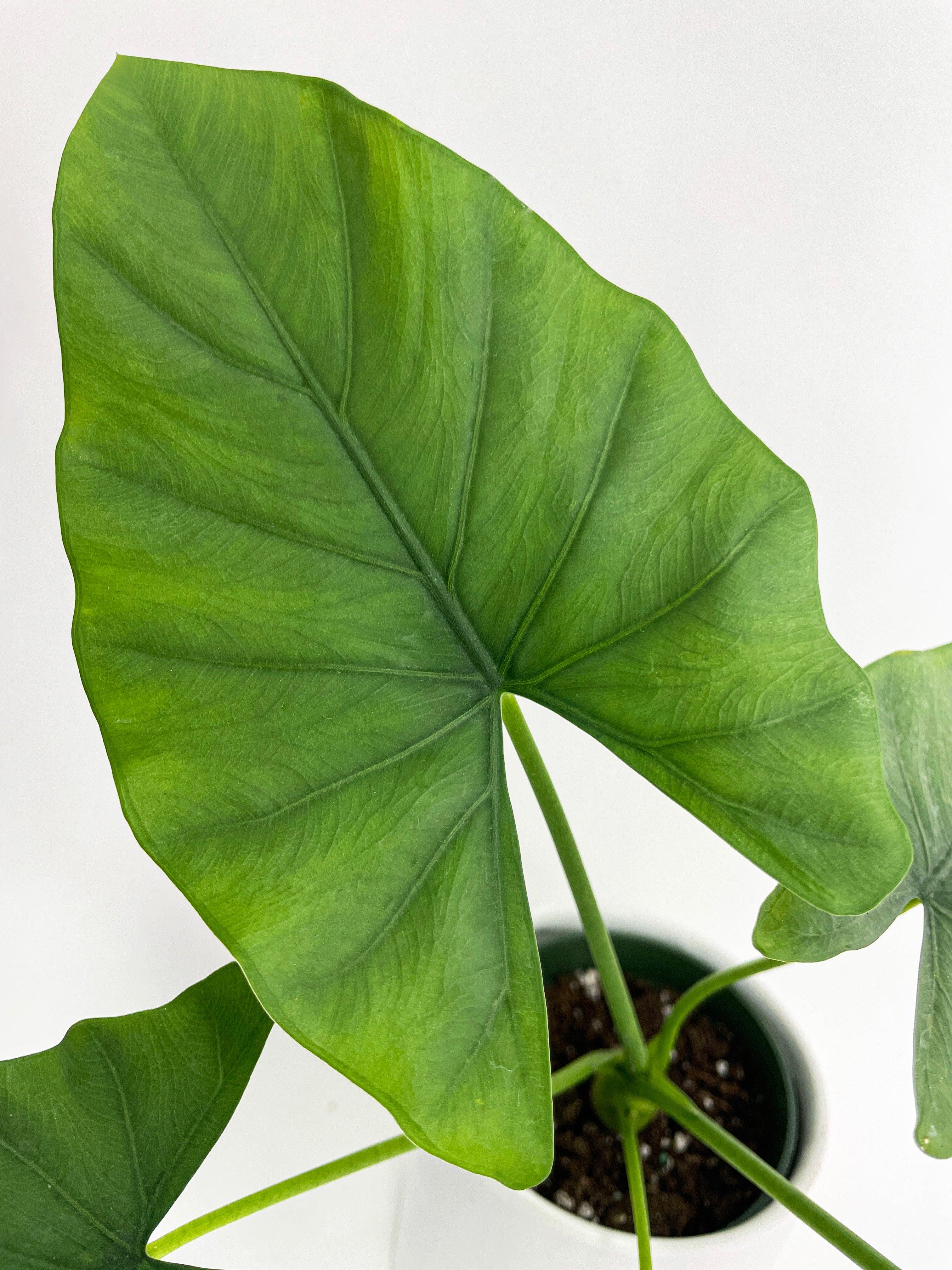Alocasia Puber 'Green Goddess' - Bumble Plants