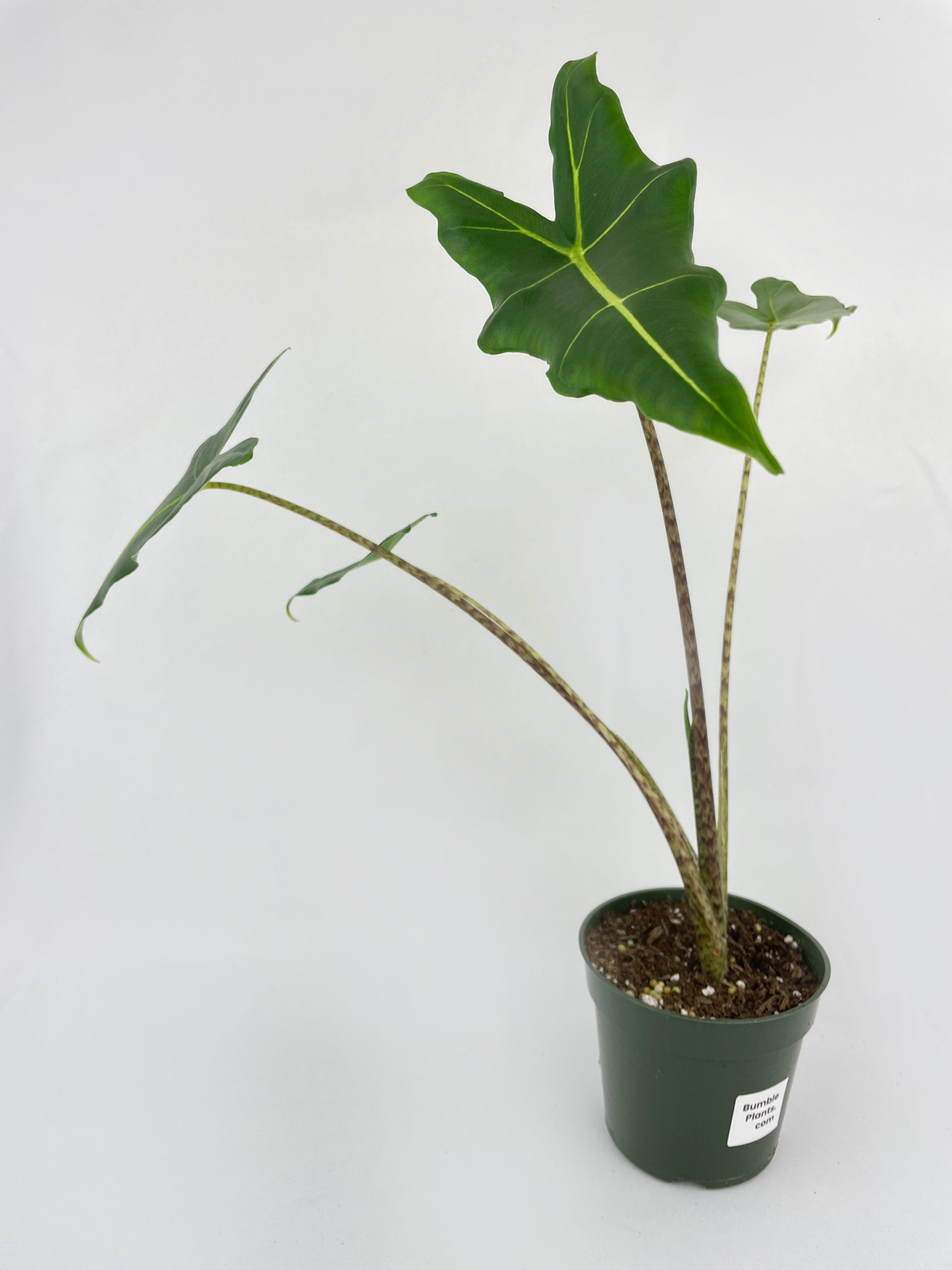 Alocasia Zebrina Hybrid "Sarian" - Bumble Plants