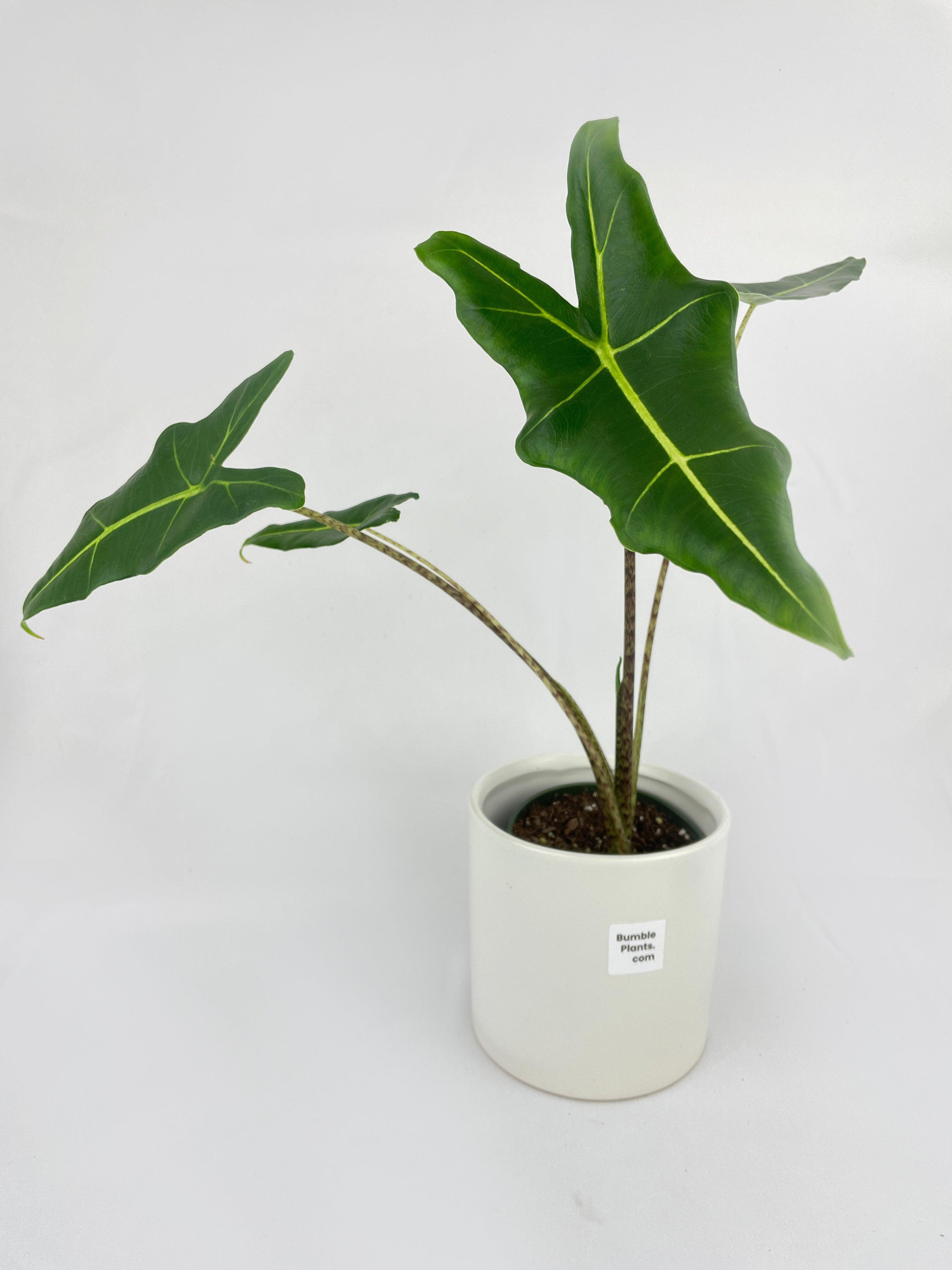 Alocasia Zebrina Hybrid "Sarian" - Bumble Plants