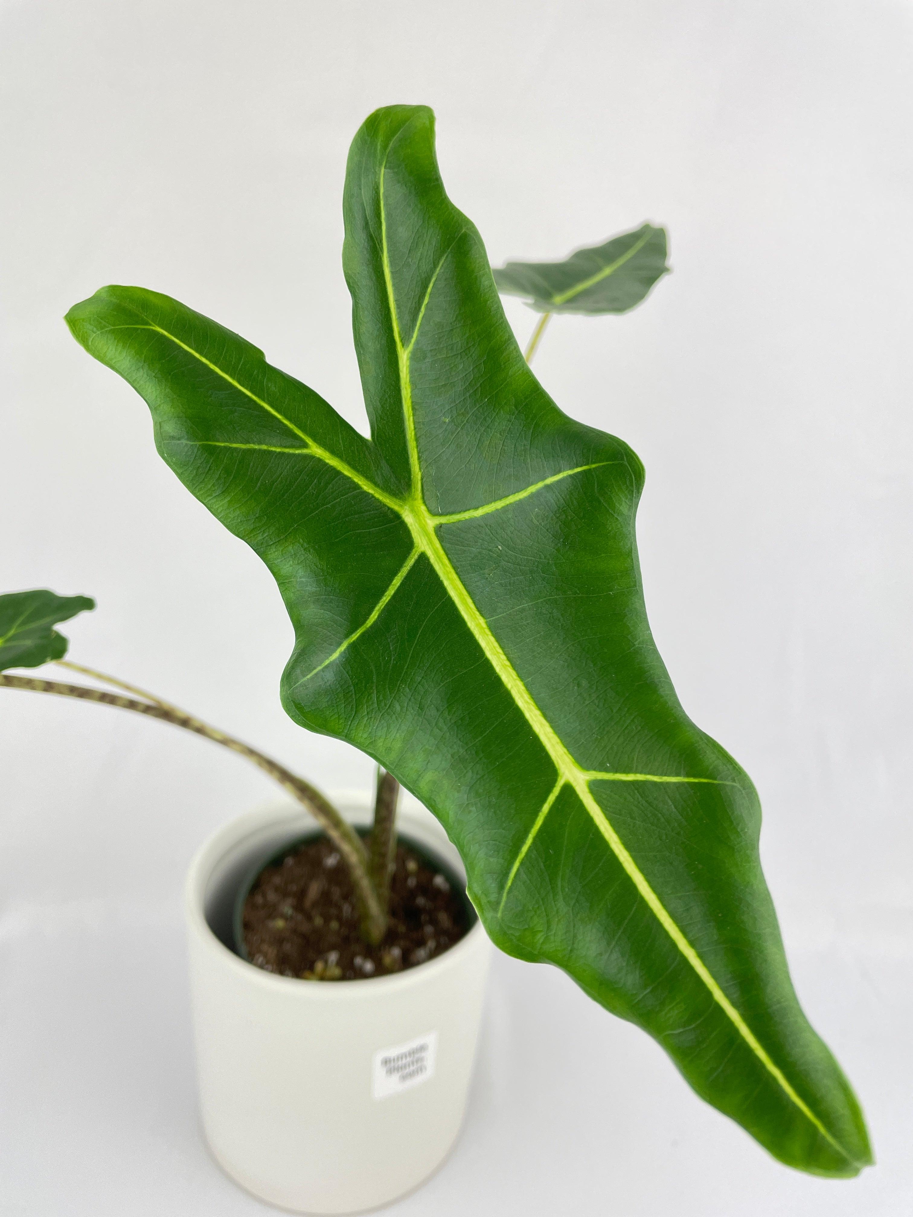 Alocasia Zebrina Hybrid "Sarian" - Bumble Plants