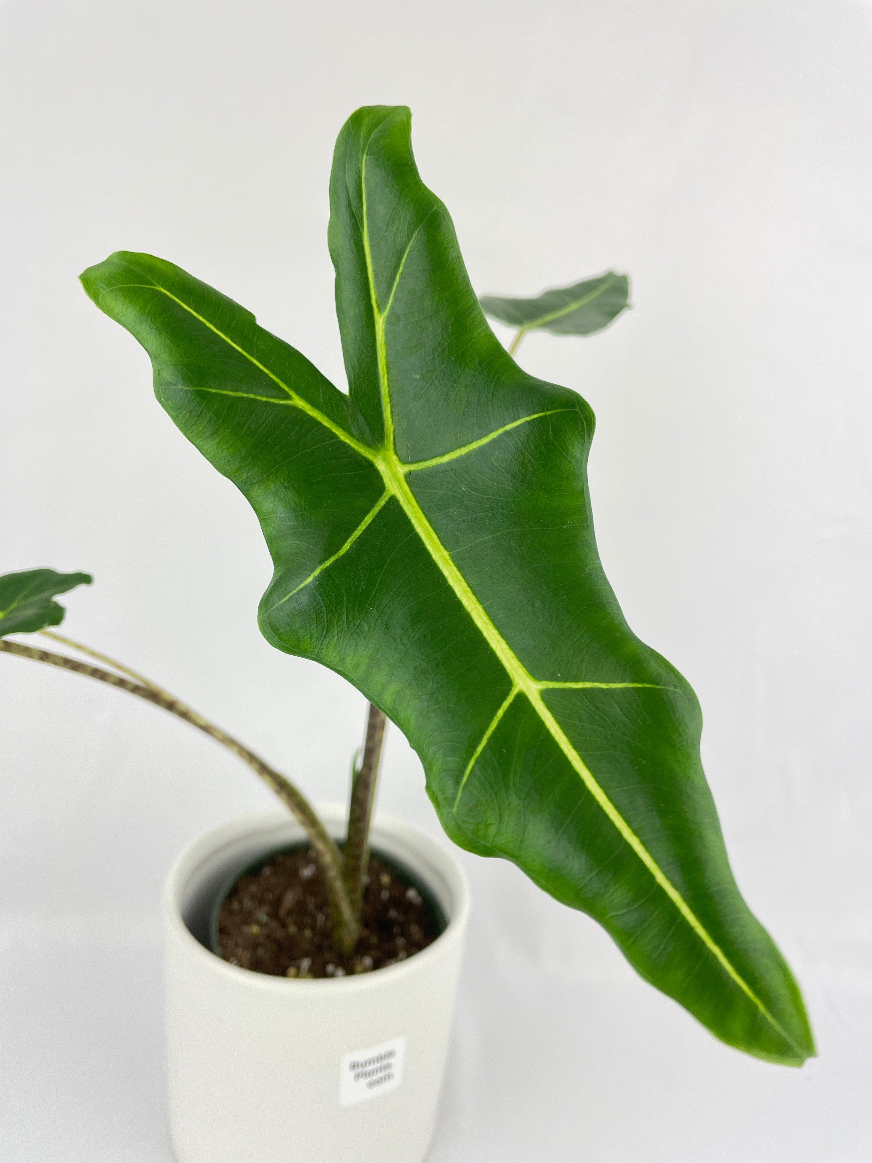 Alocasia Zebrina Hybrid "Sarian" - Bumble Plants