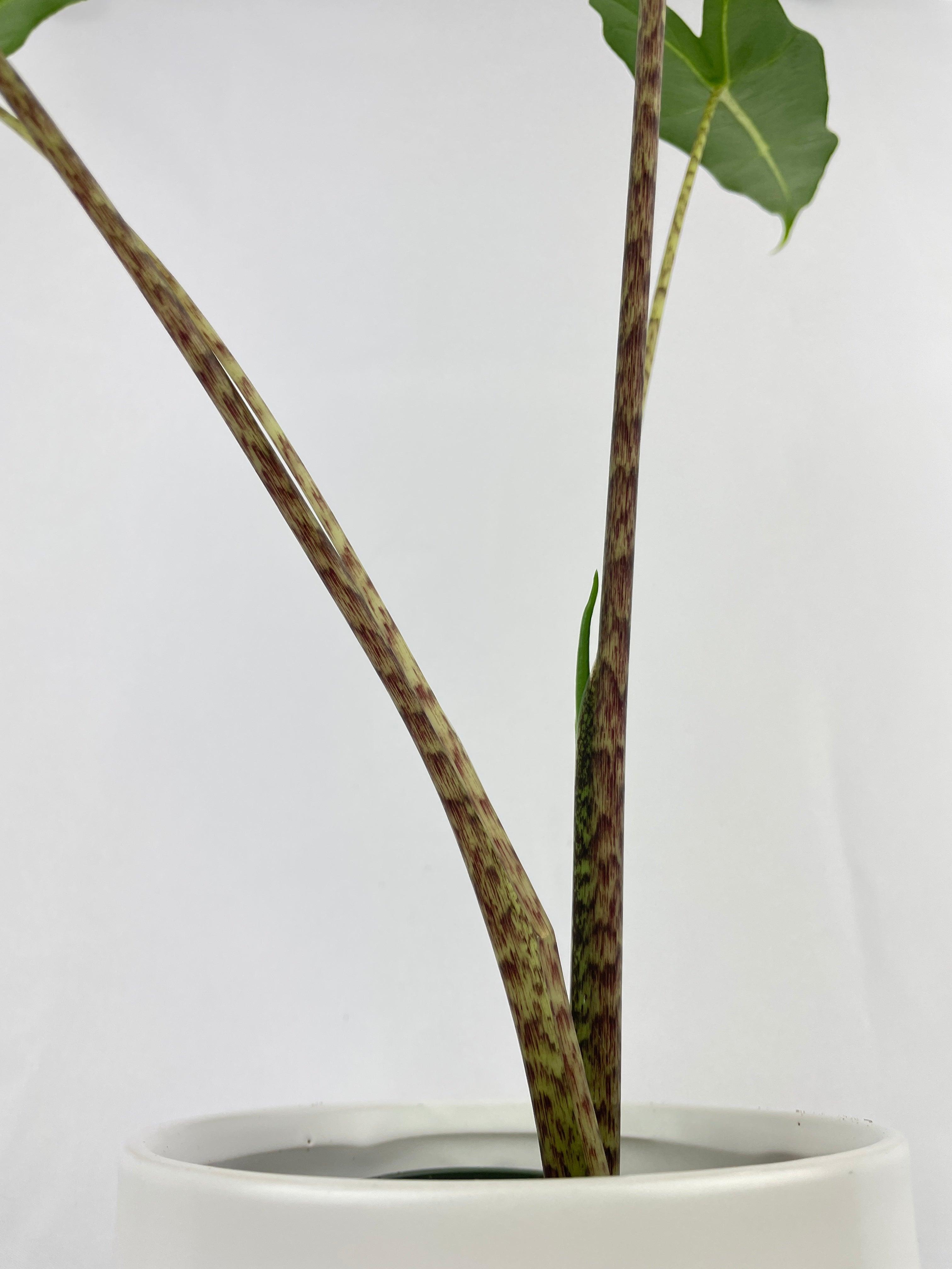 Alocasia Zebrina Hybrid "Sarian" - Bumble Plants