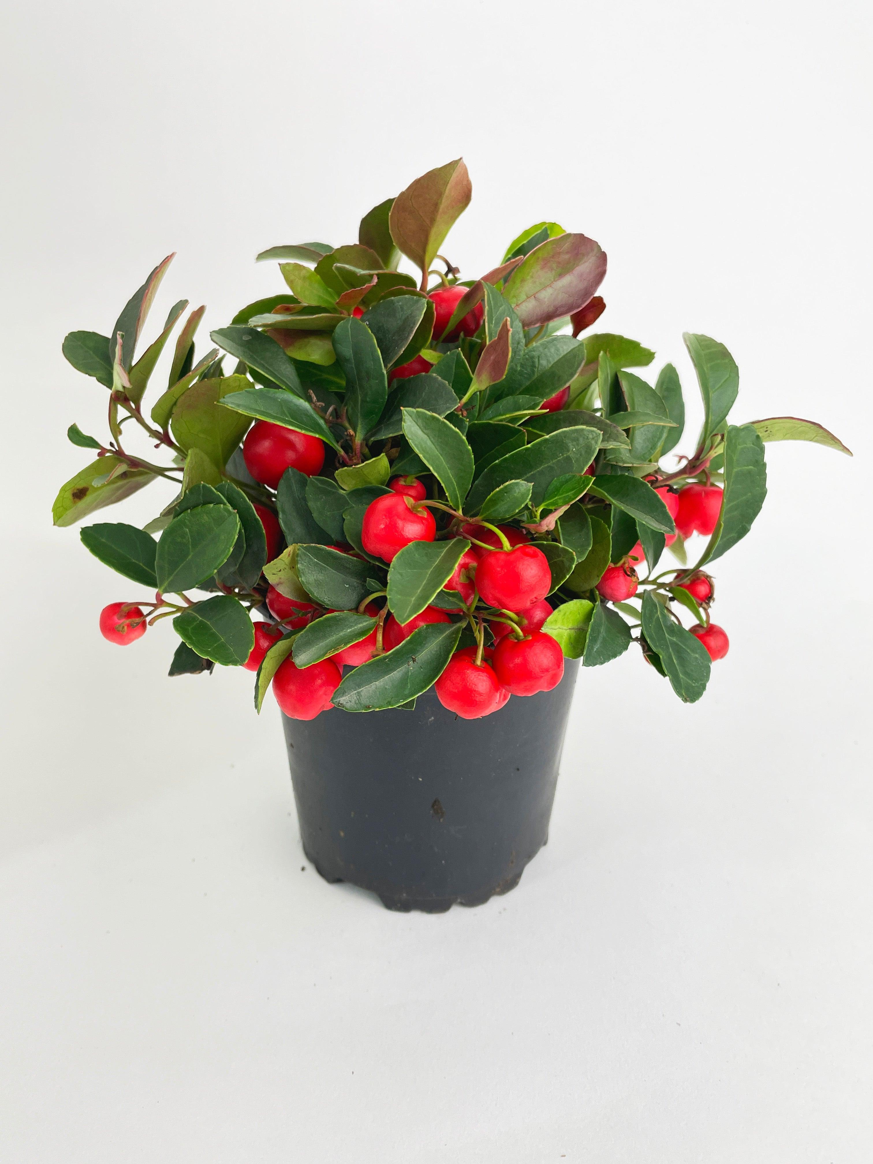 Ardisia Crenata Christmas Berry Plant - Bumble Plants
