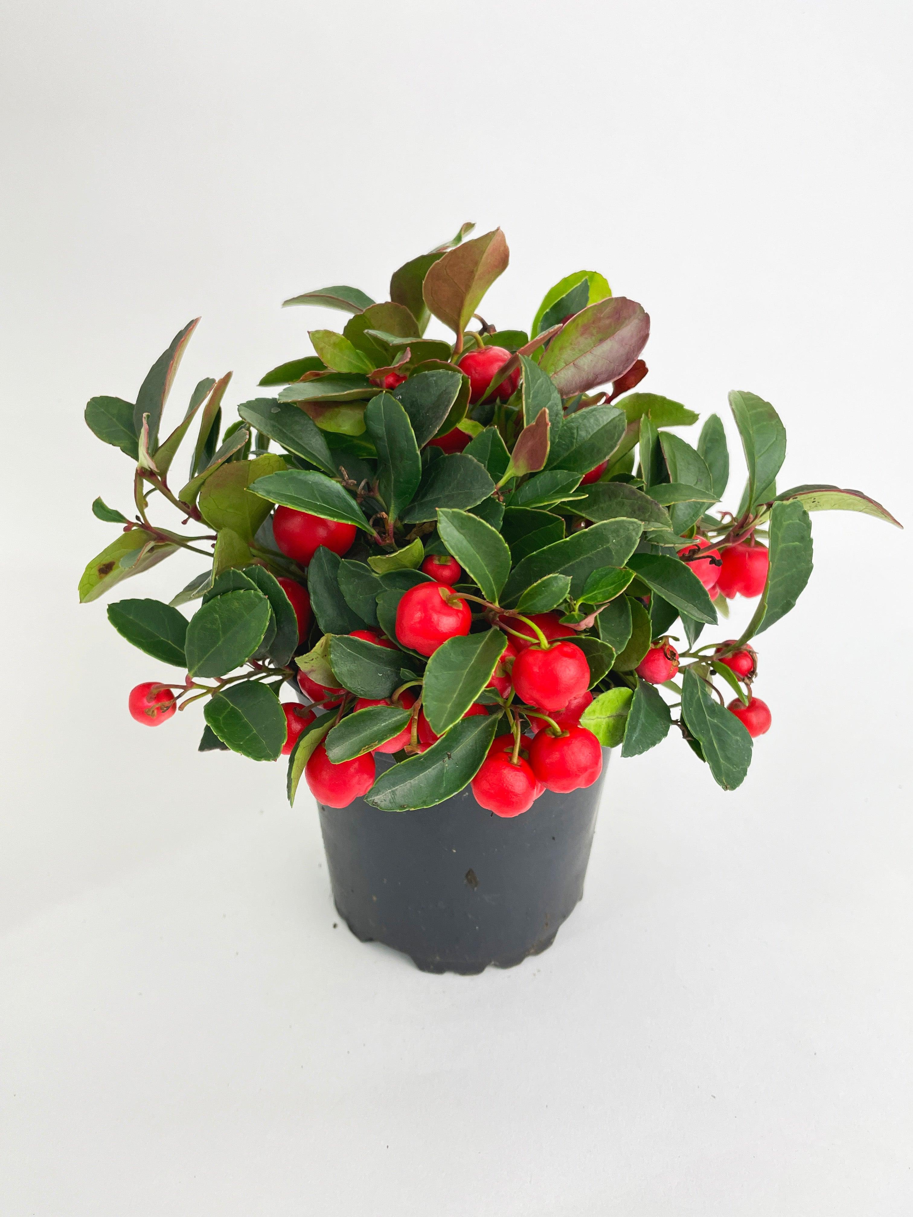 Ardisia Crenata Christmas Berry Plant - Bumble Plants