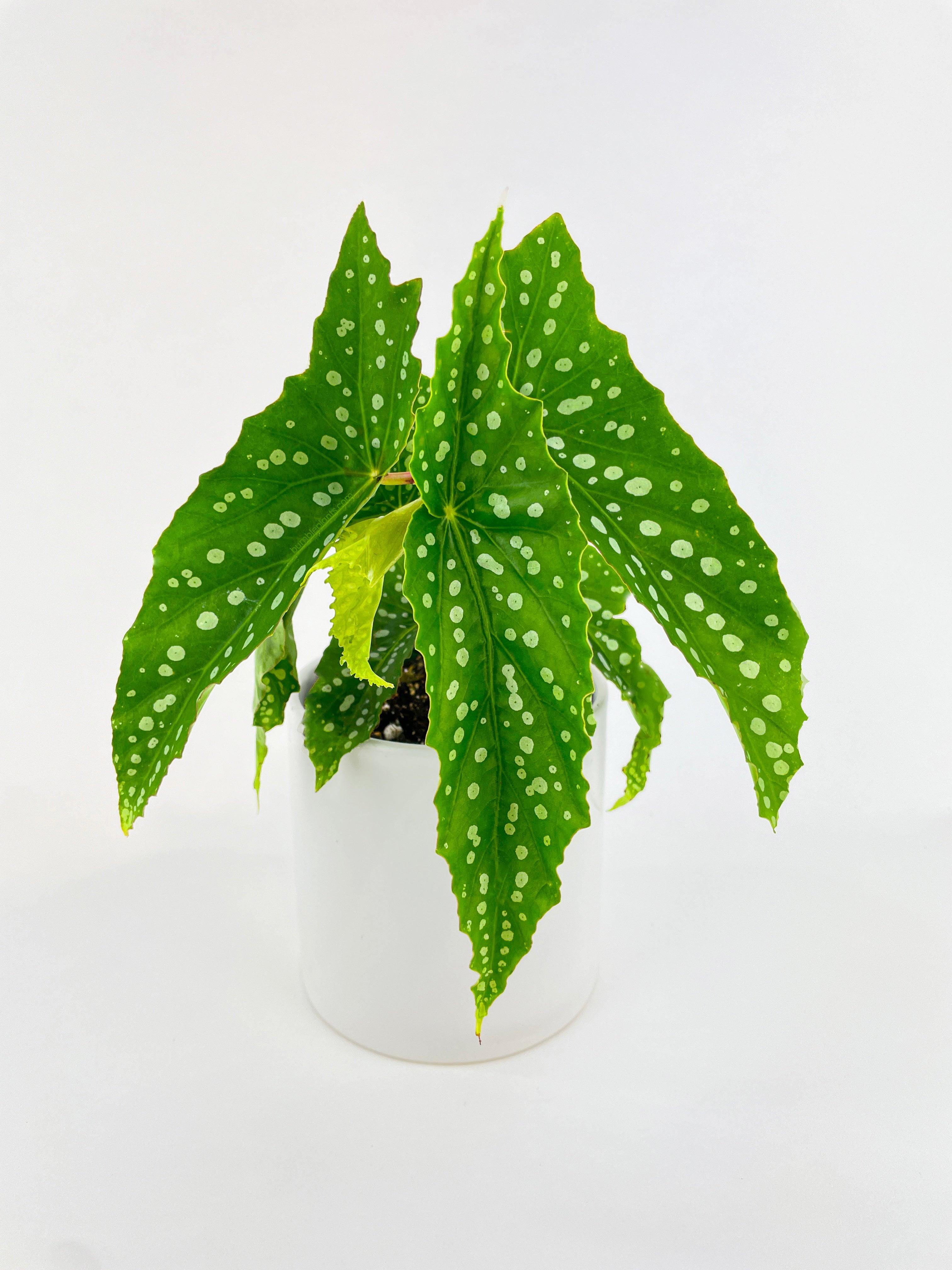 Begonia Polka Dot Angel Wings - Bumble Plants