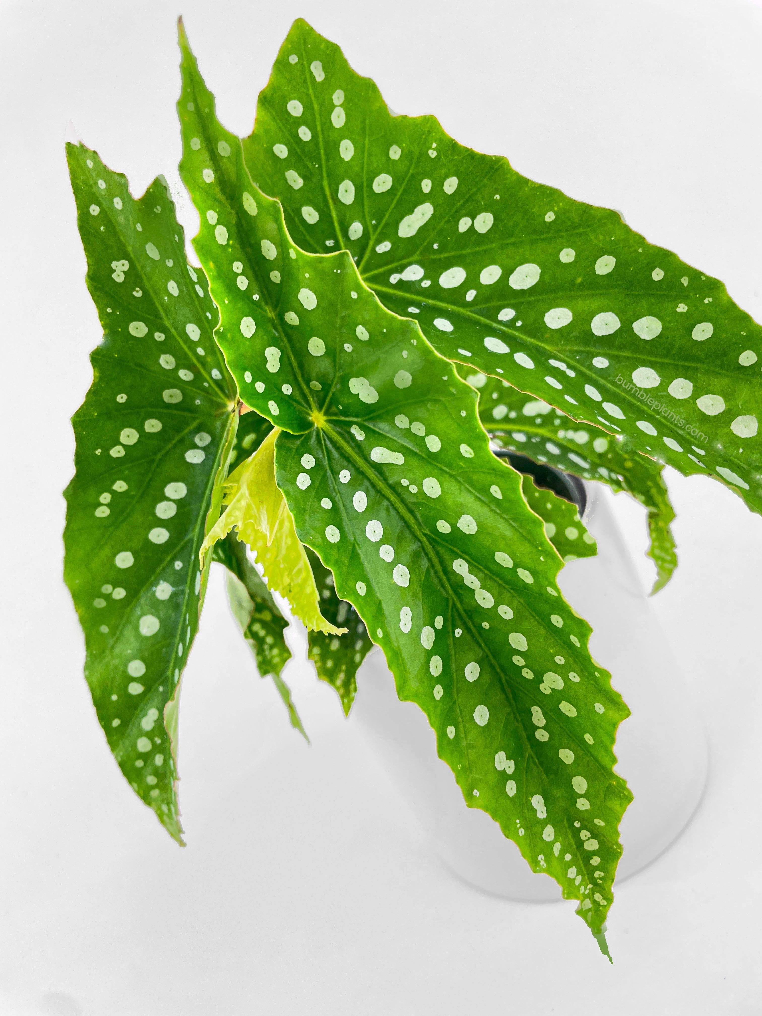 Begonia Polka Dot Angel Wings - Bumble Plants
