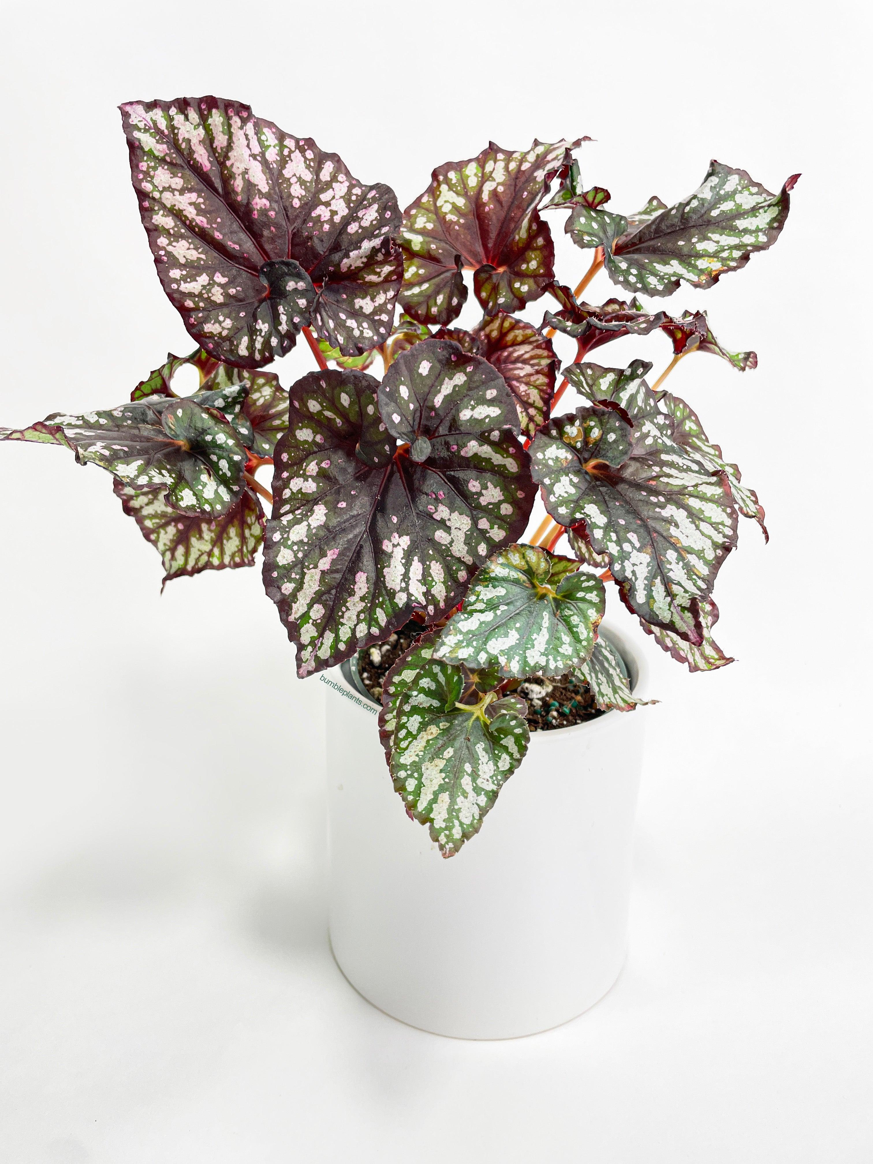 Begonia Rex King Cumbia - Bumble Plants