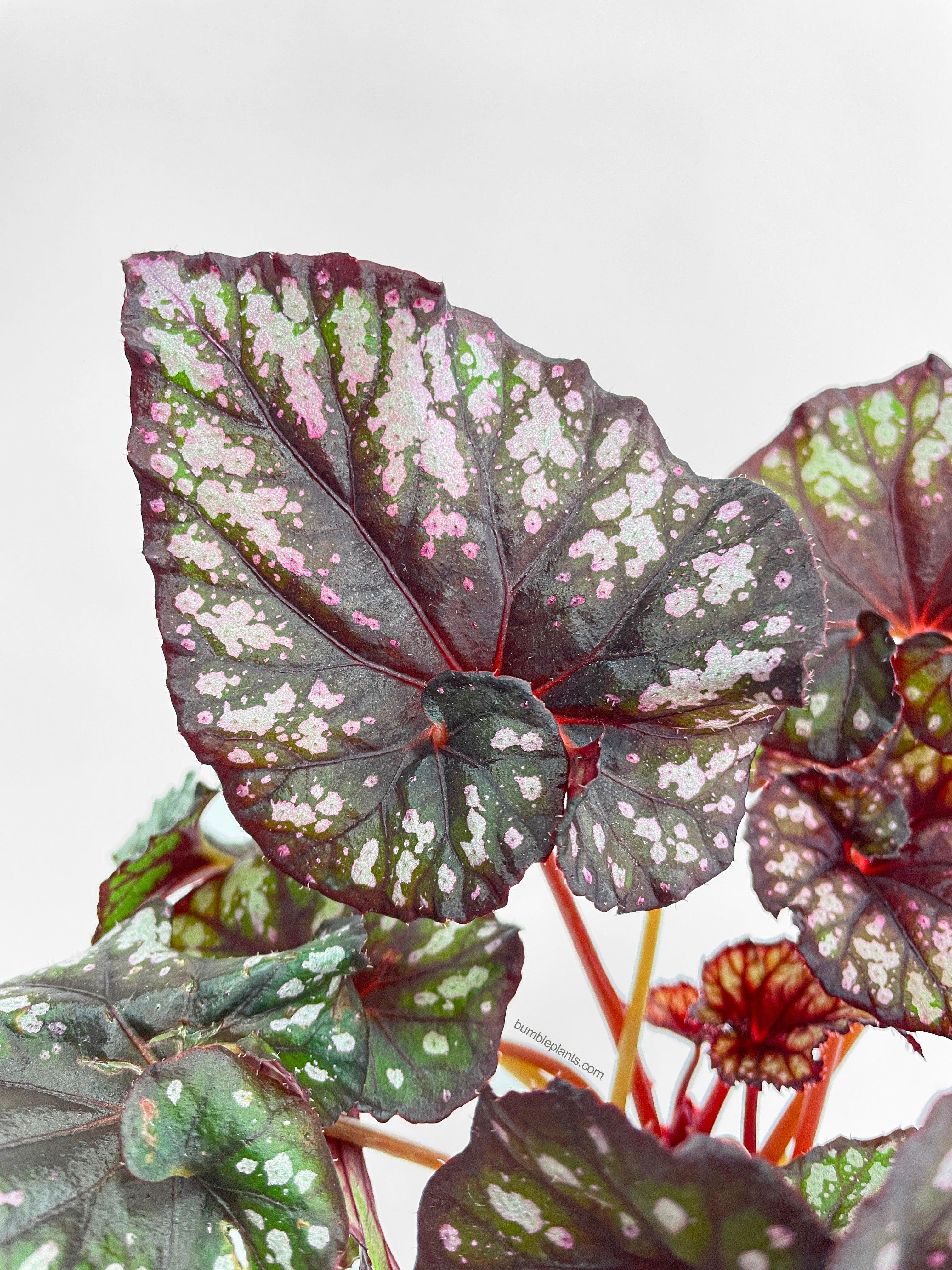 Begonia Rex King Cumbia - Bumble Plants