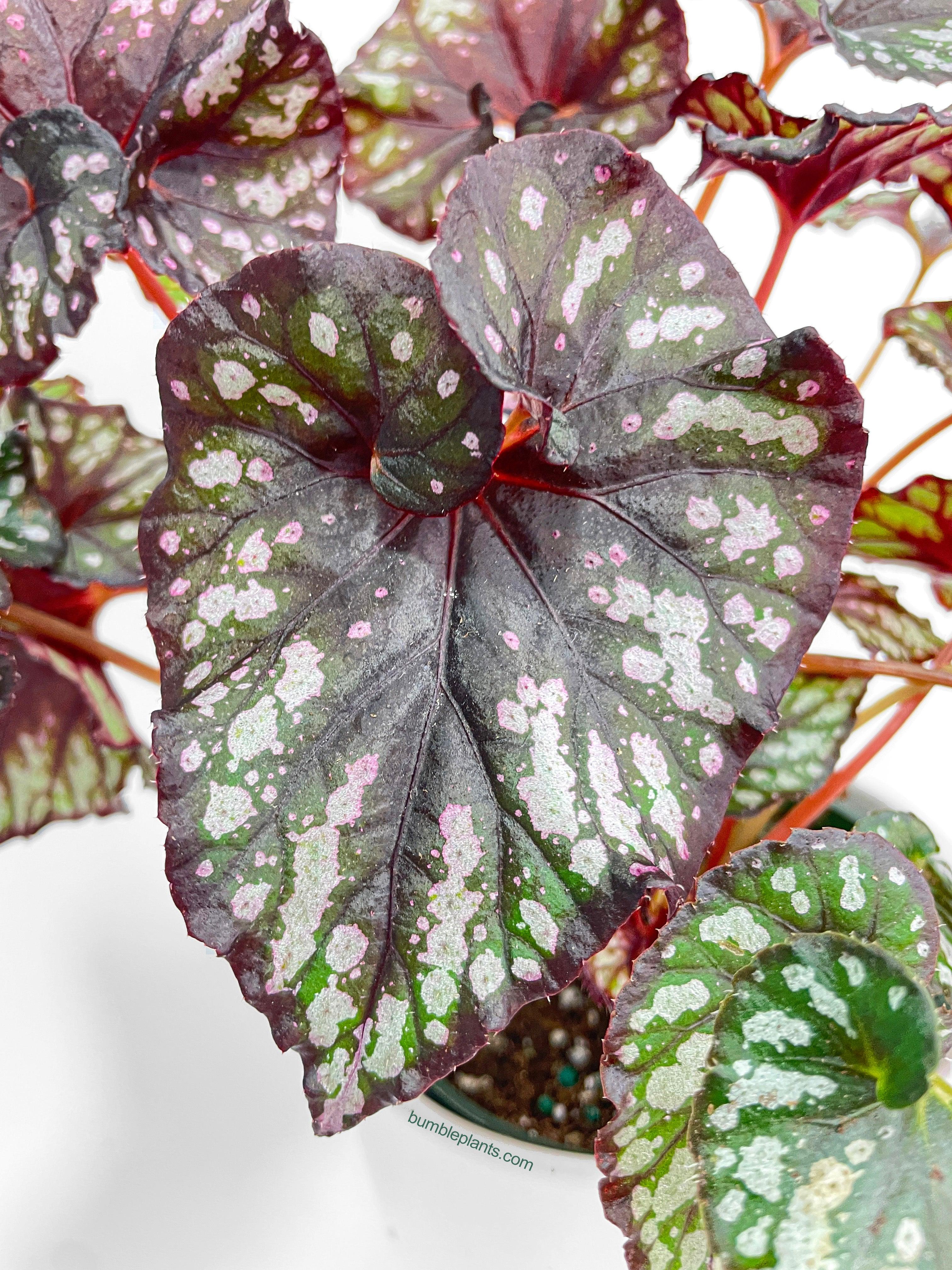 Begonia Rex King Cumbia - Bumble Plants