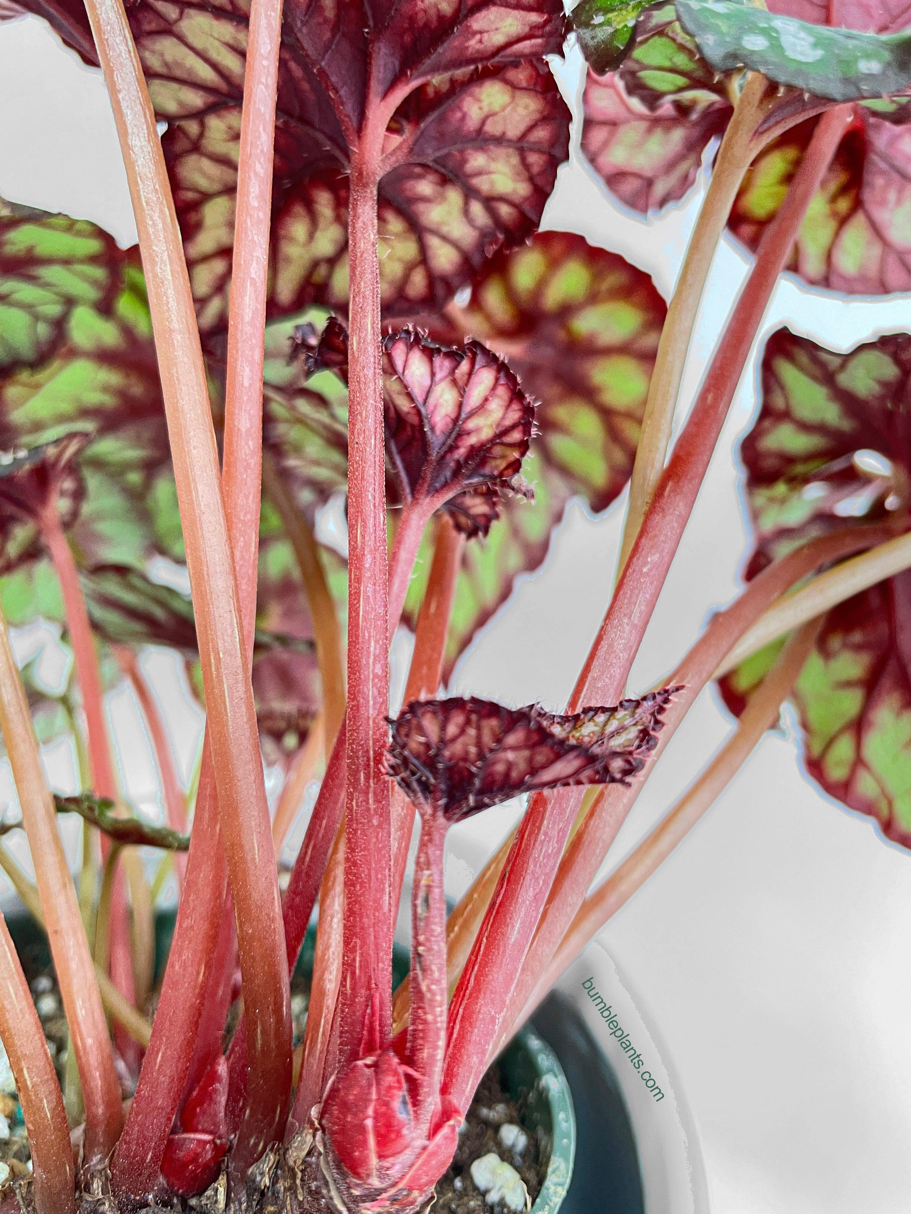 Begonia Rex King Cumbia - Bumble Plants
