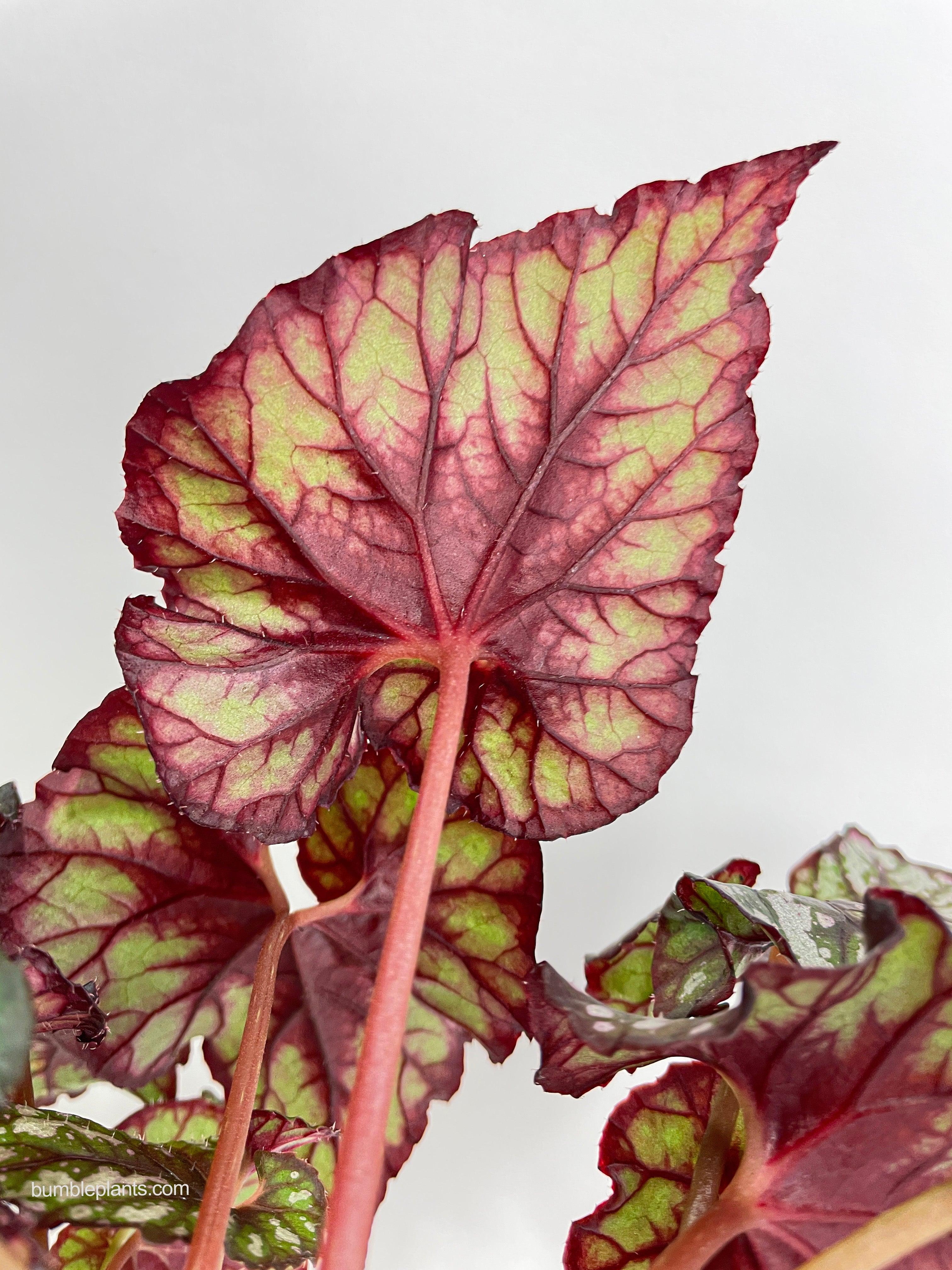 Begonia Rex King Cumbia - Bumble Plants