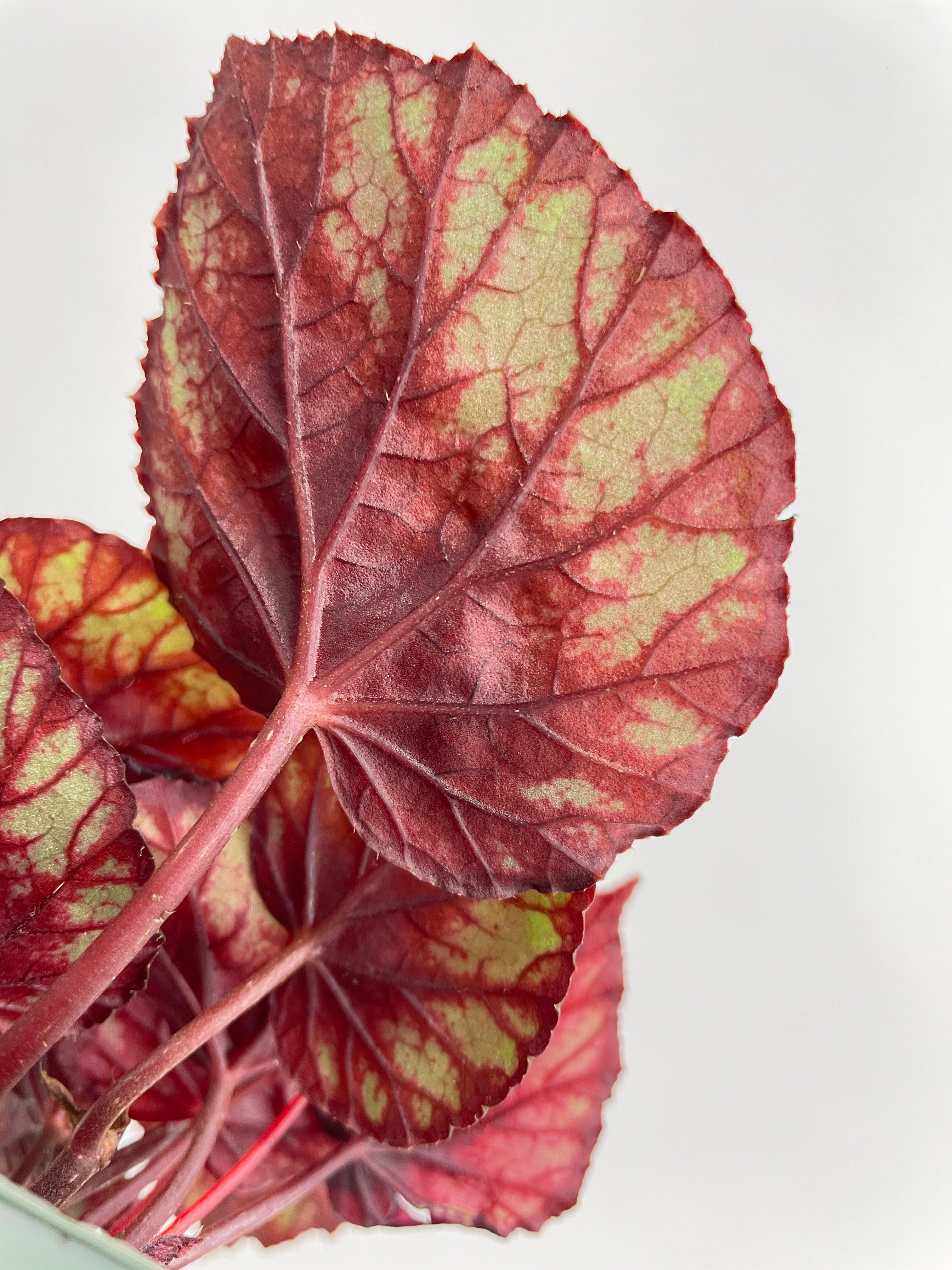 Begonia Rex King Cumbia - Bumble Plants