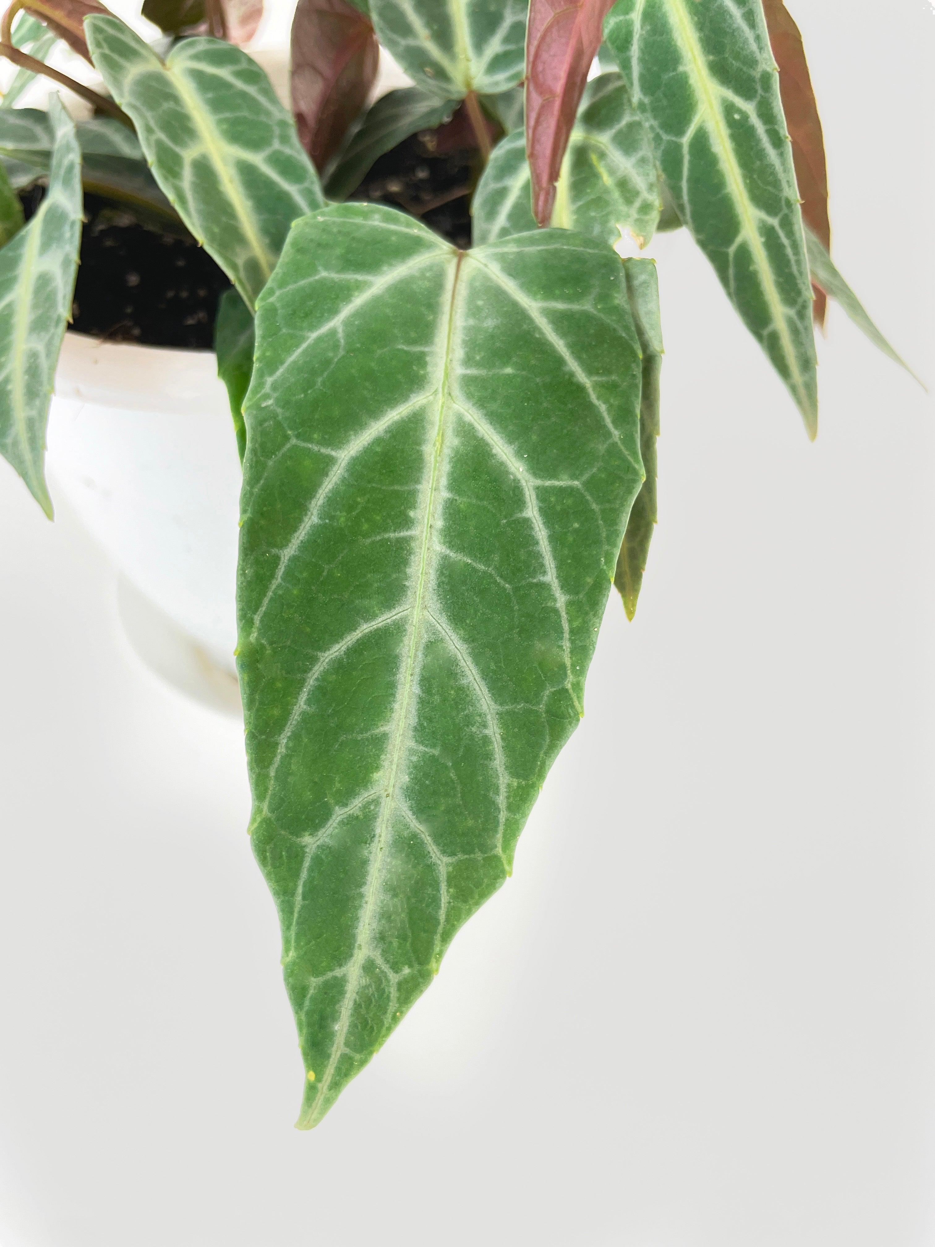 Cissus Amazonica - Bumble Plants
