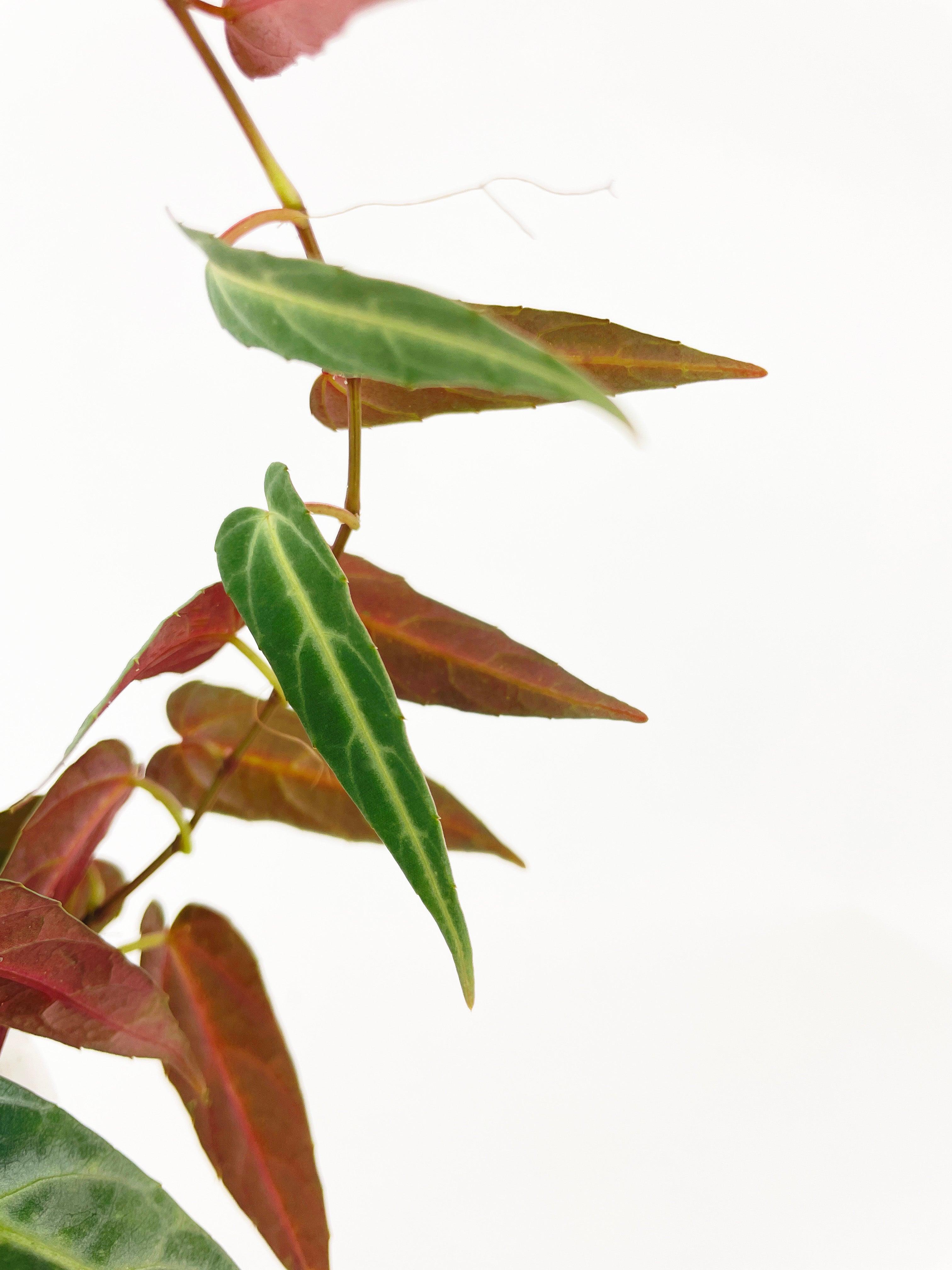 Cissus Amazonica - Bumble Plants