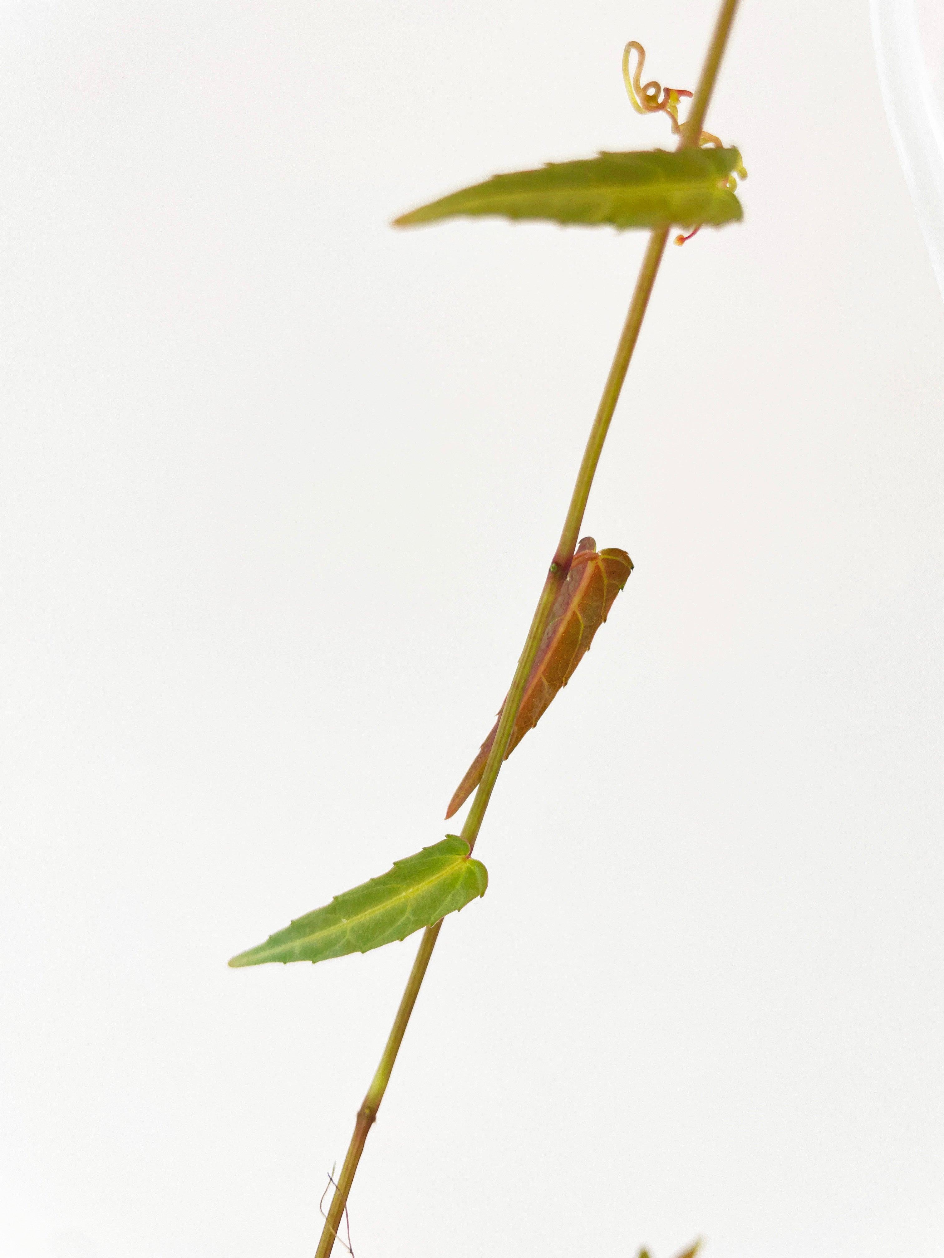 Cissus Amazonica - Bumble Plants
