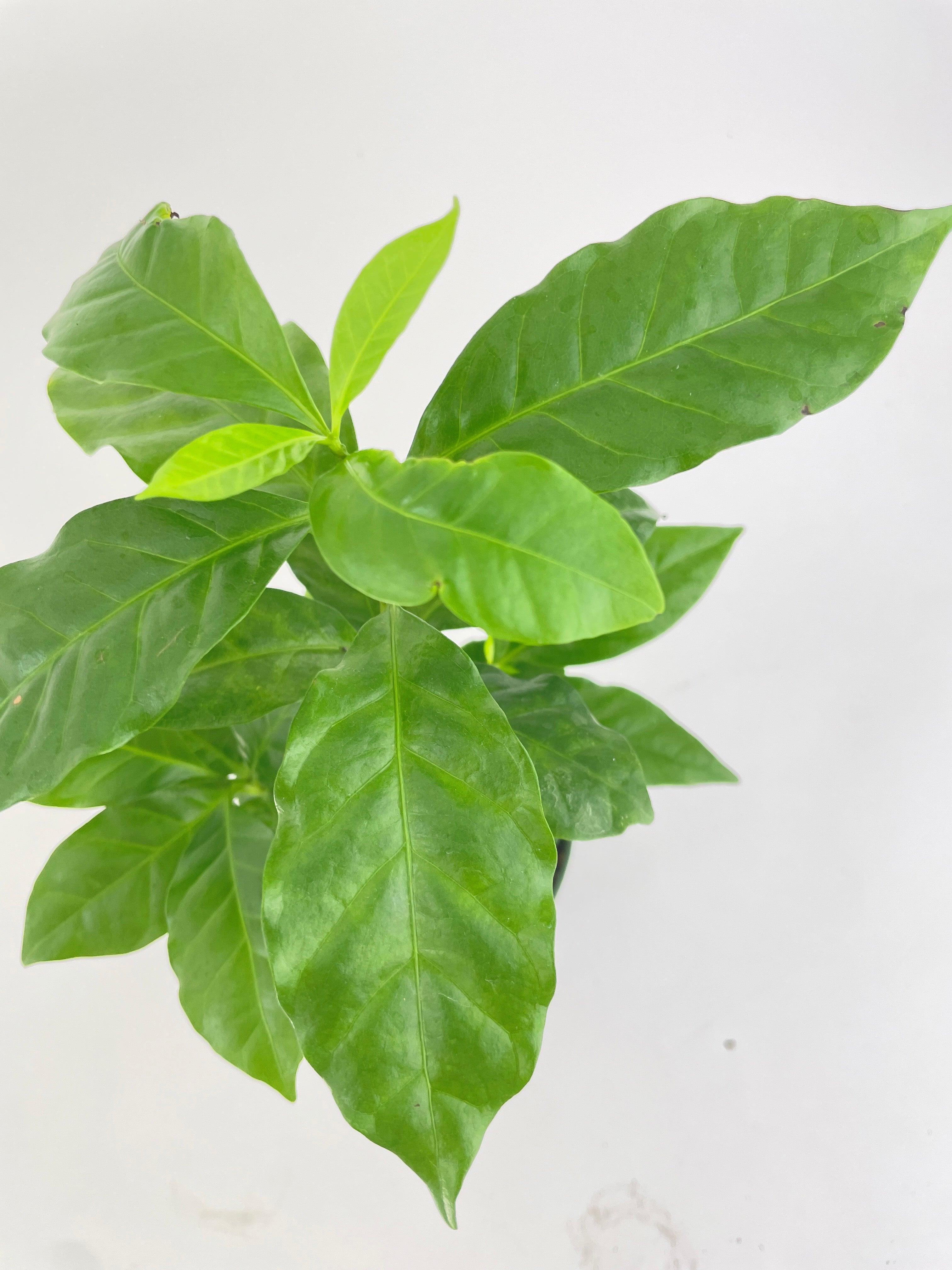 Arabica Coffee Plant "Coffea" - Bumble Plants