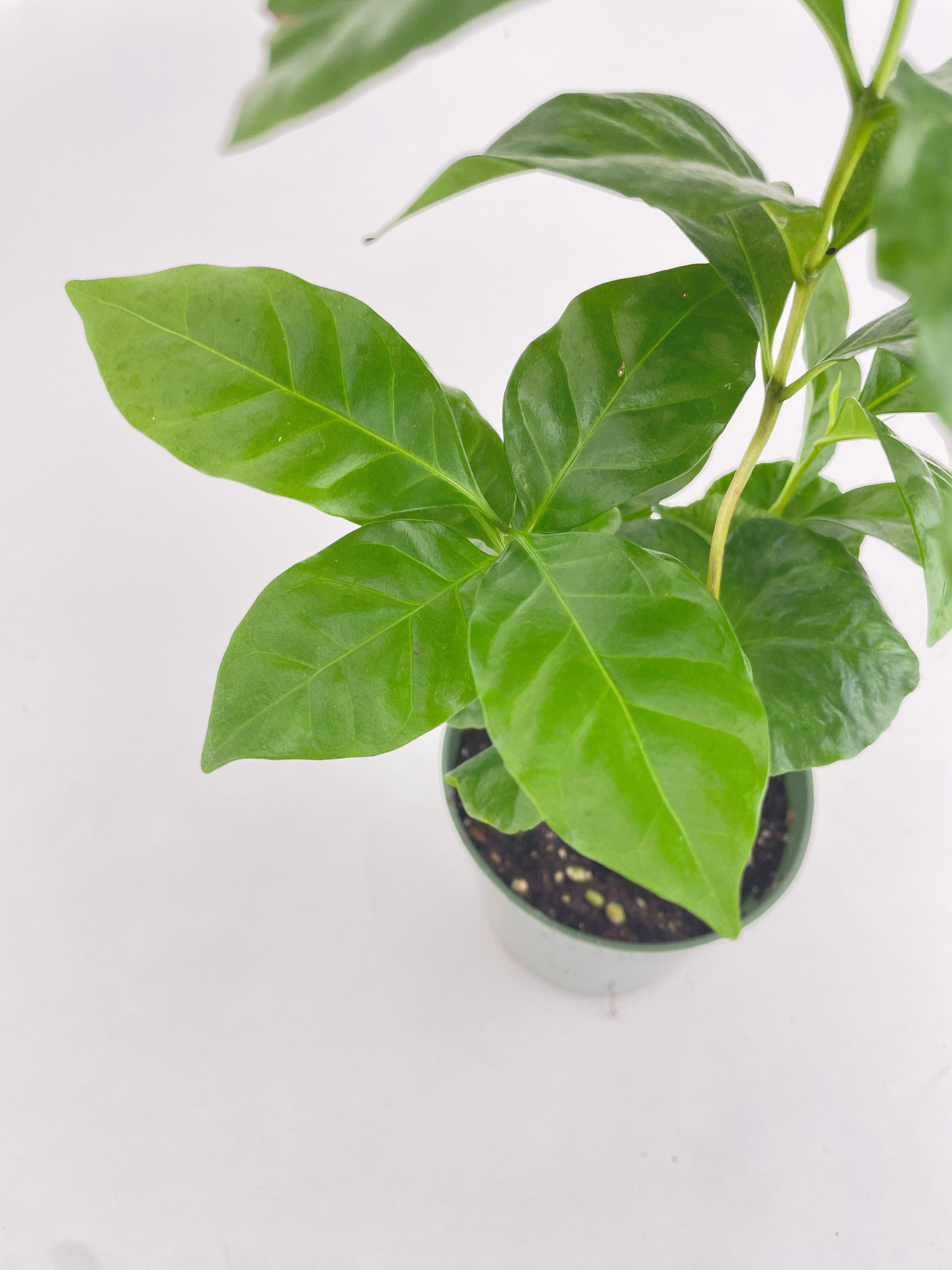Arabica Coffee Plant "Coffea" - Bumble Plants