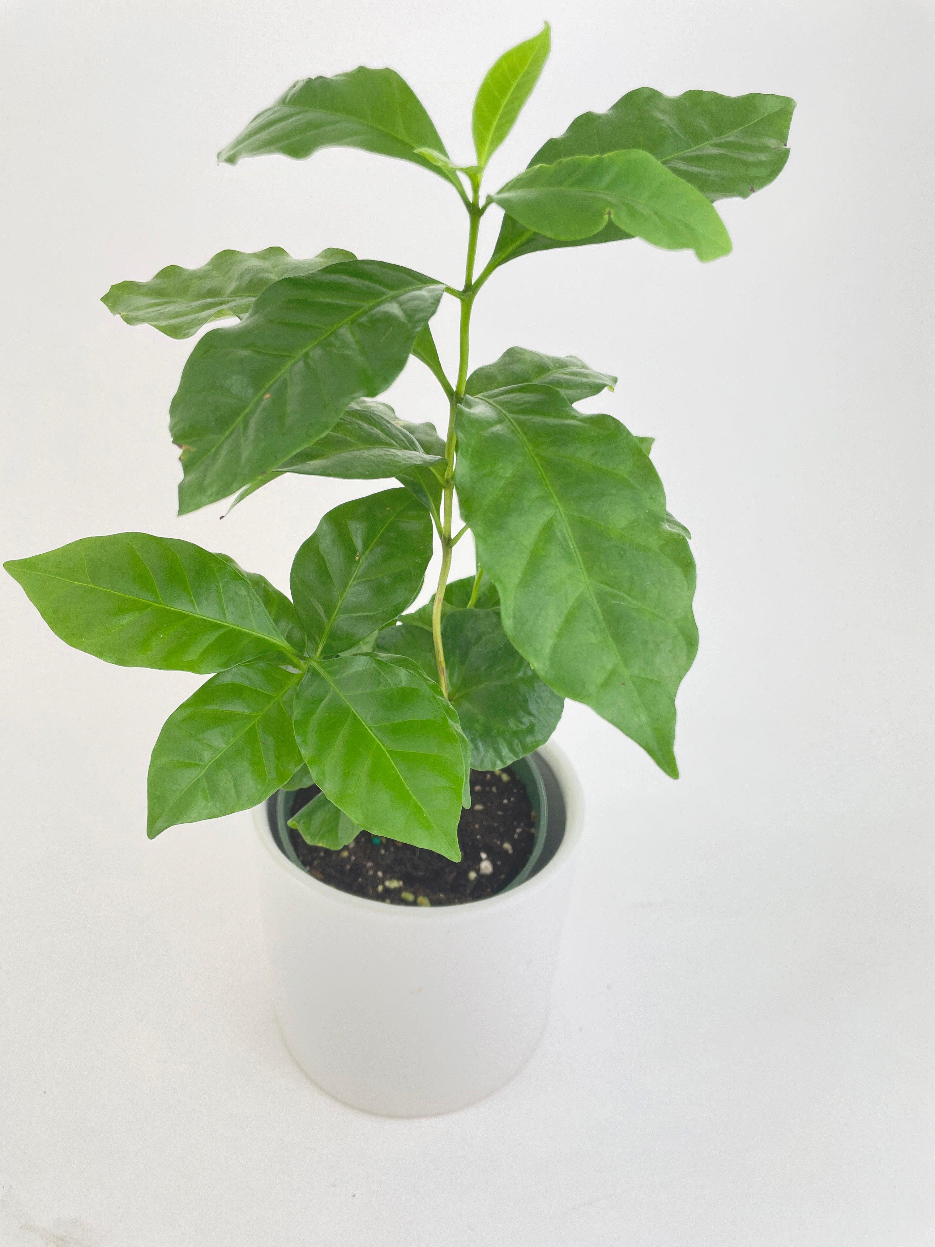 Arabica Coffee Plant "Coffea" - Bumble Plants