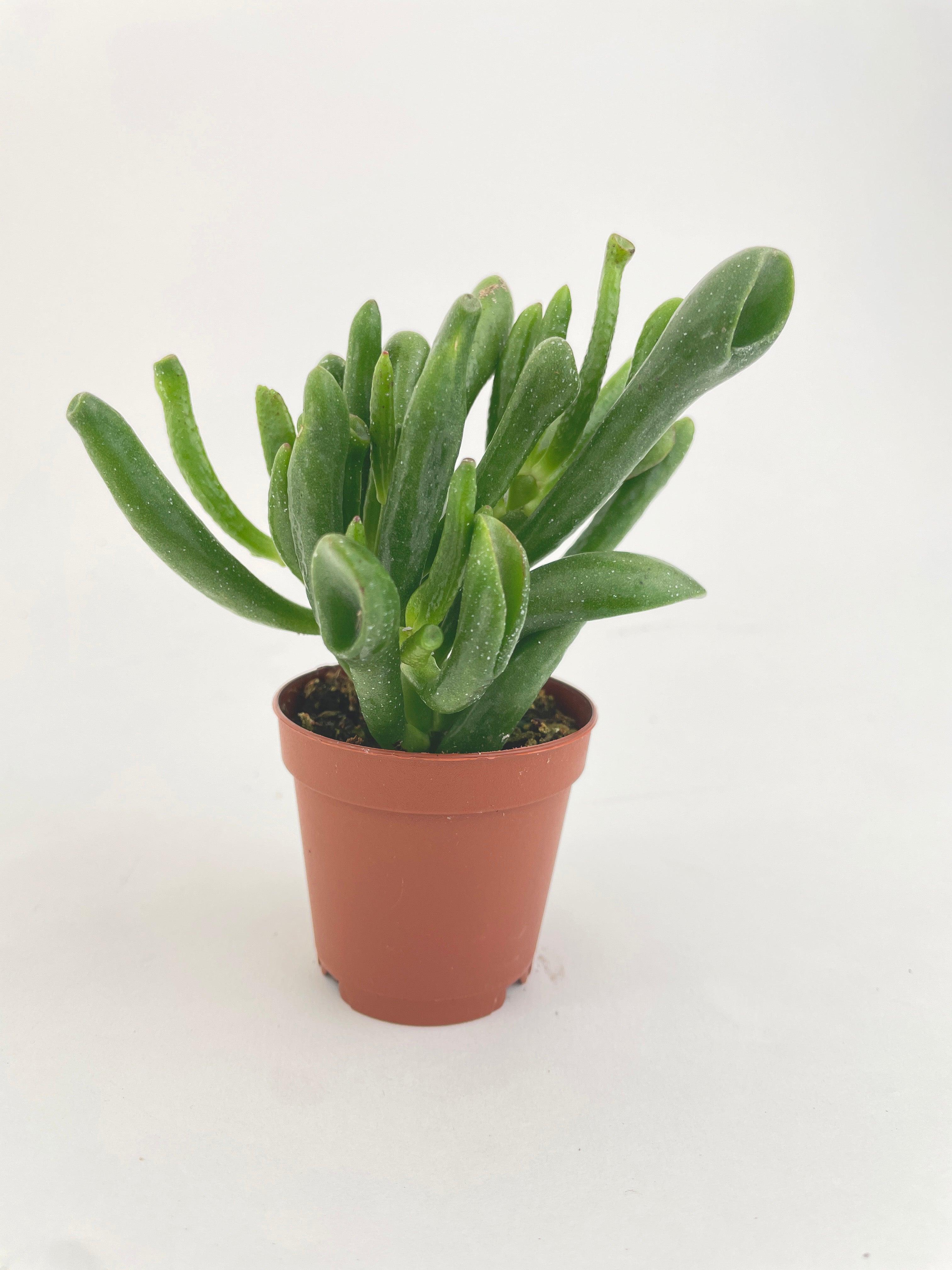 Crassula Gollum Hobbit Jade Succulent - Bumble Plants