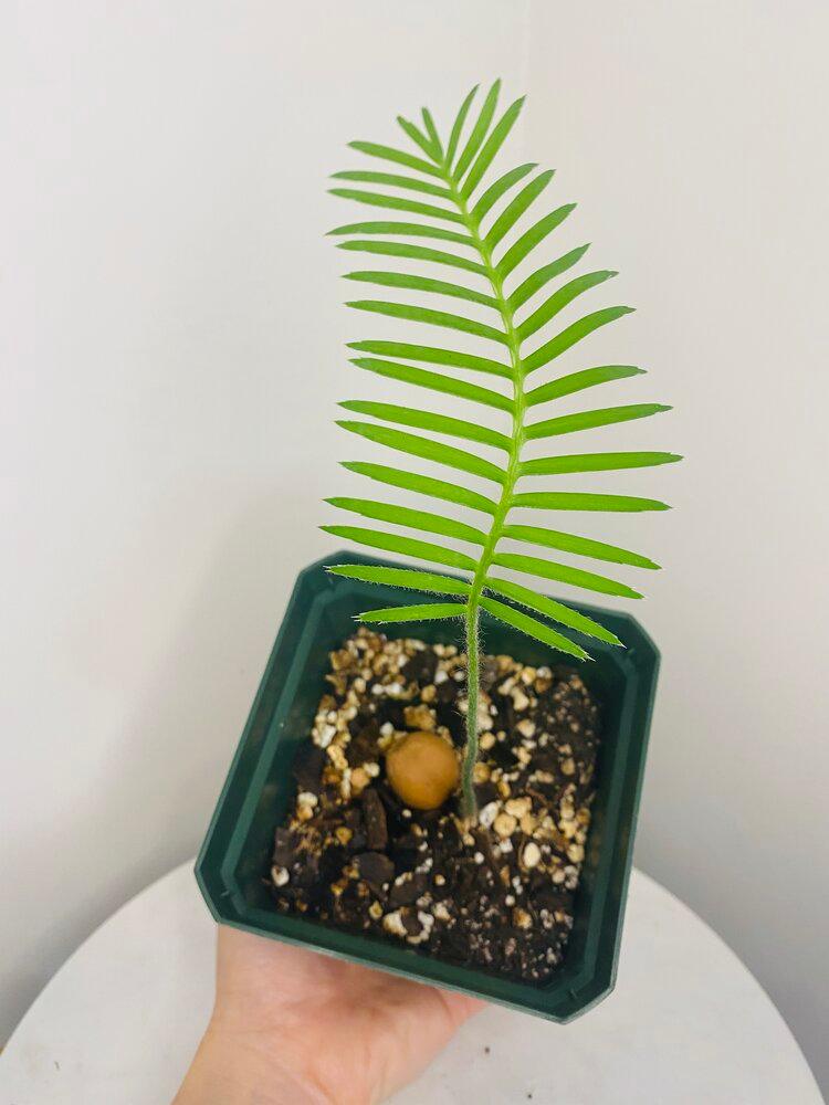 ディオーン エデューレ Dioon edule 20s ディオーン・エデュレ |ワンダープランツジャパン