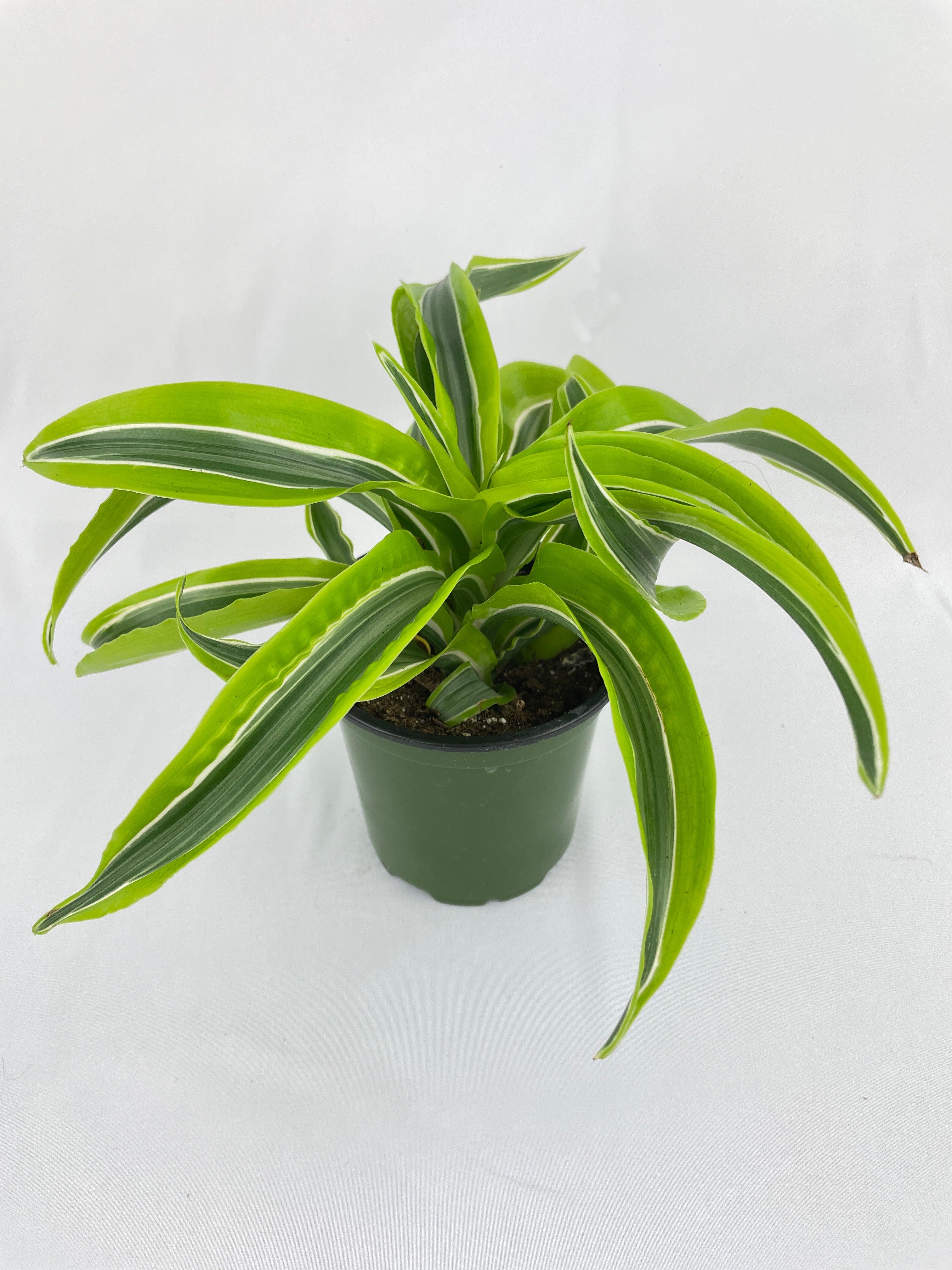 Dracaena Lemon Lime - Bumble Plants