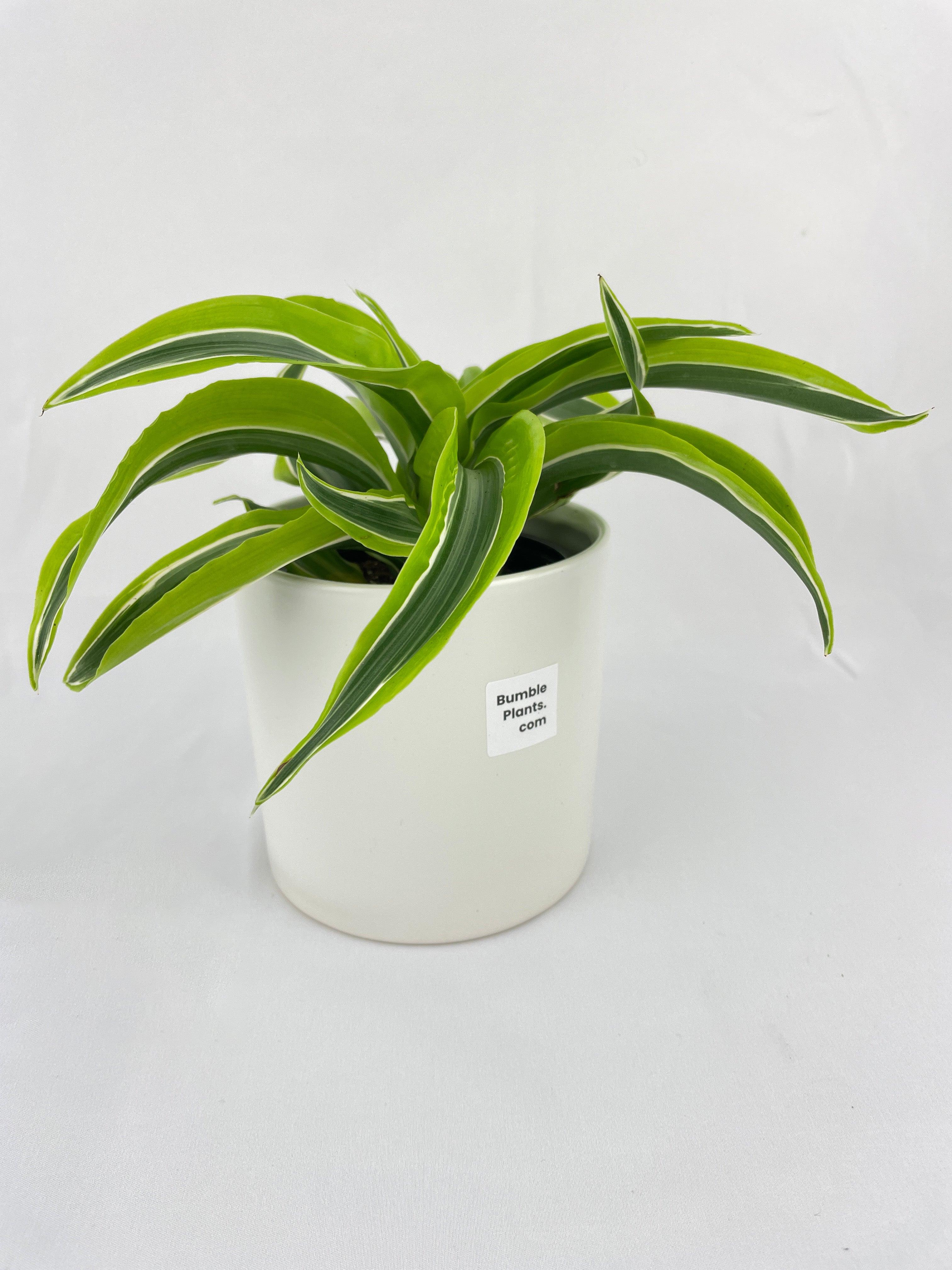 Dracaena Lemon Lime - Bumble Plants