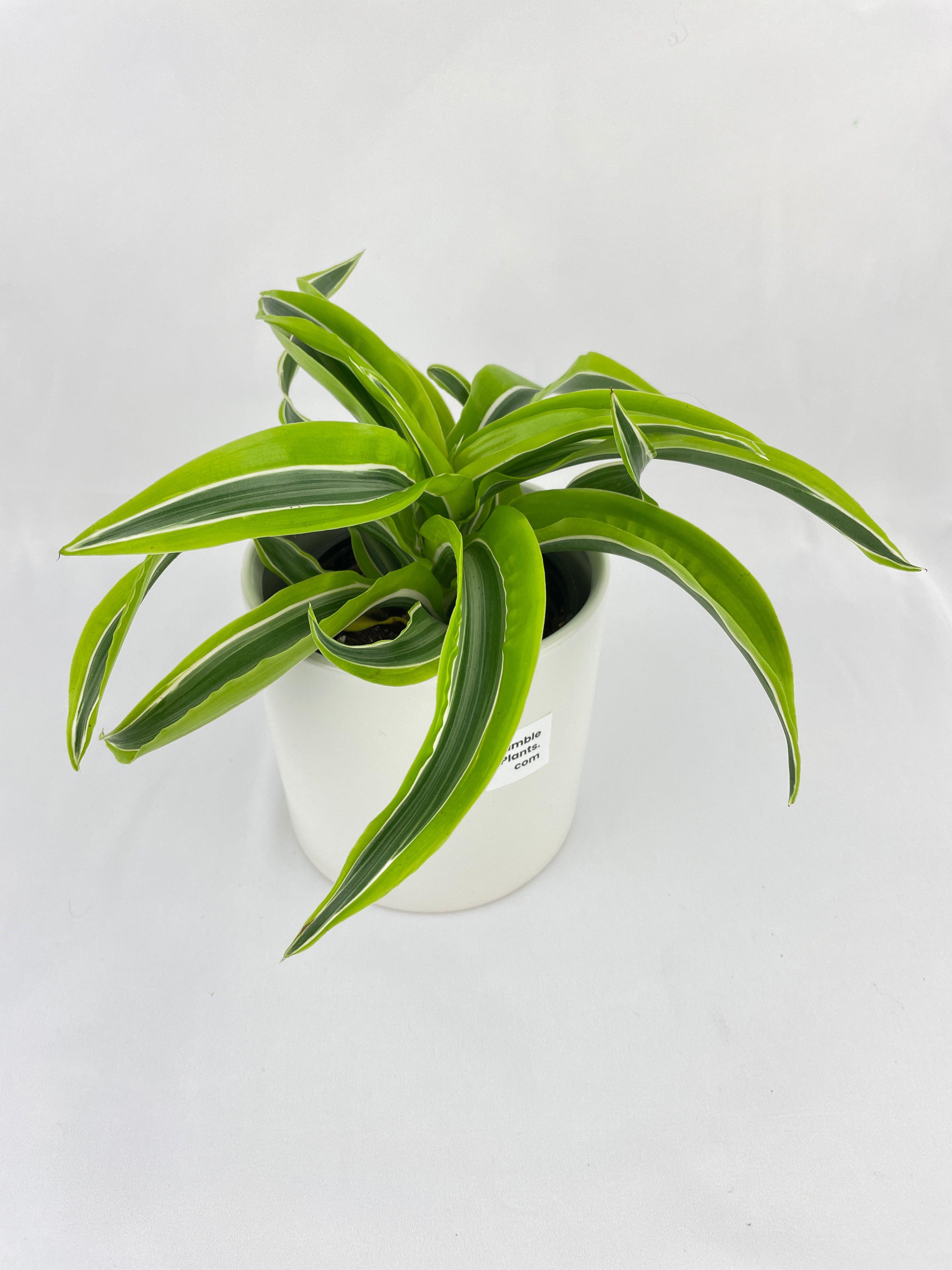 Dracaena Lemon Lime - Bumble Plants