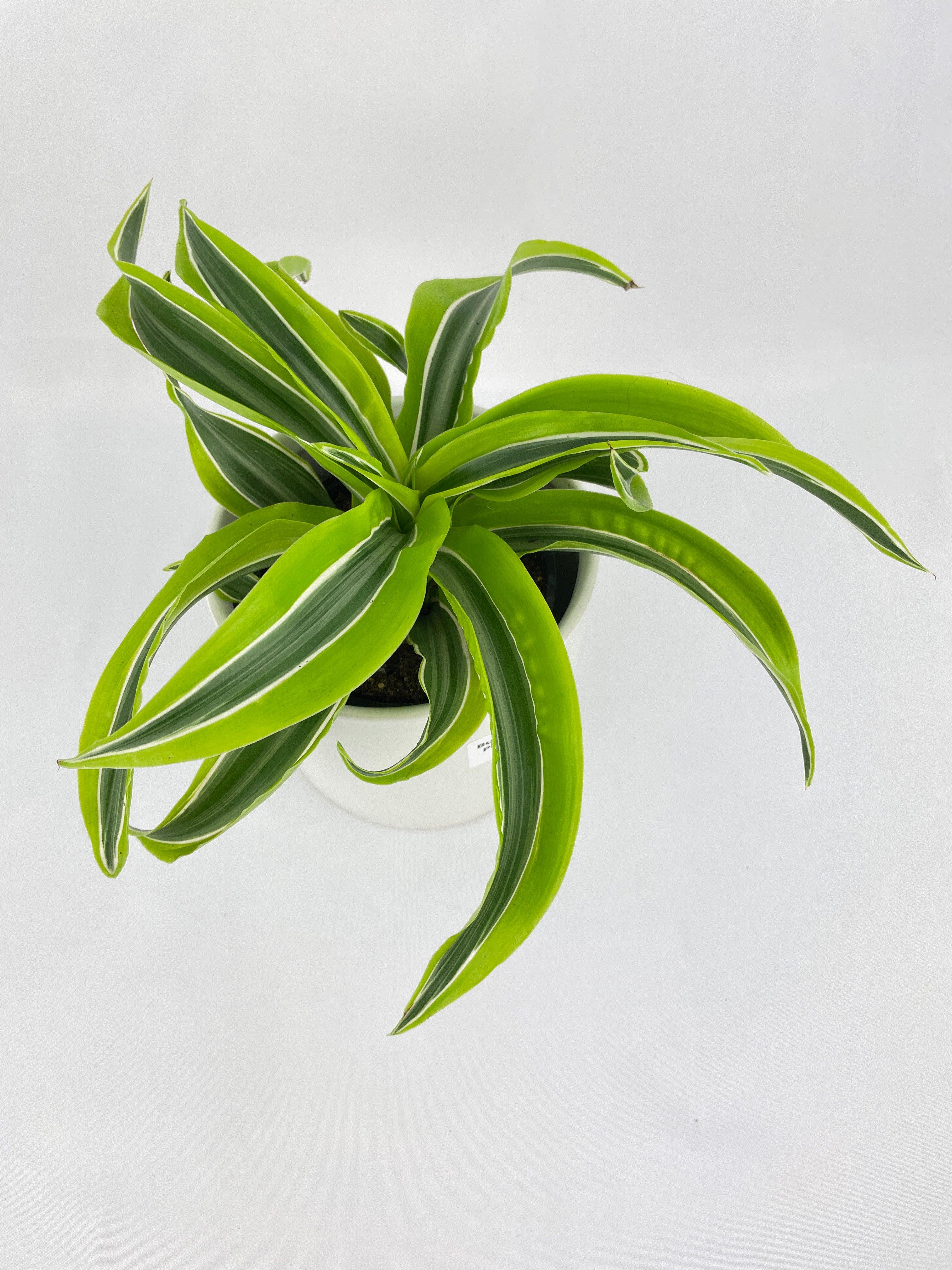 Dracaena Lemon Lime - Bumble Plants