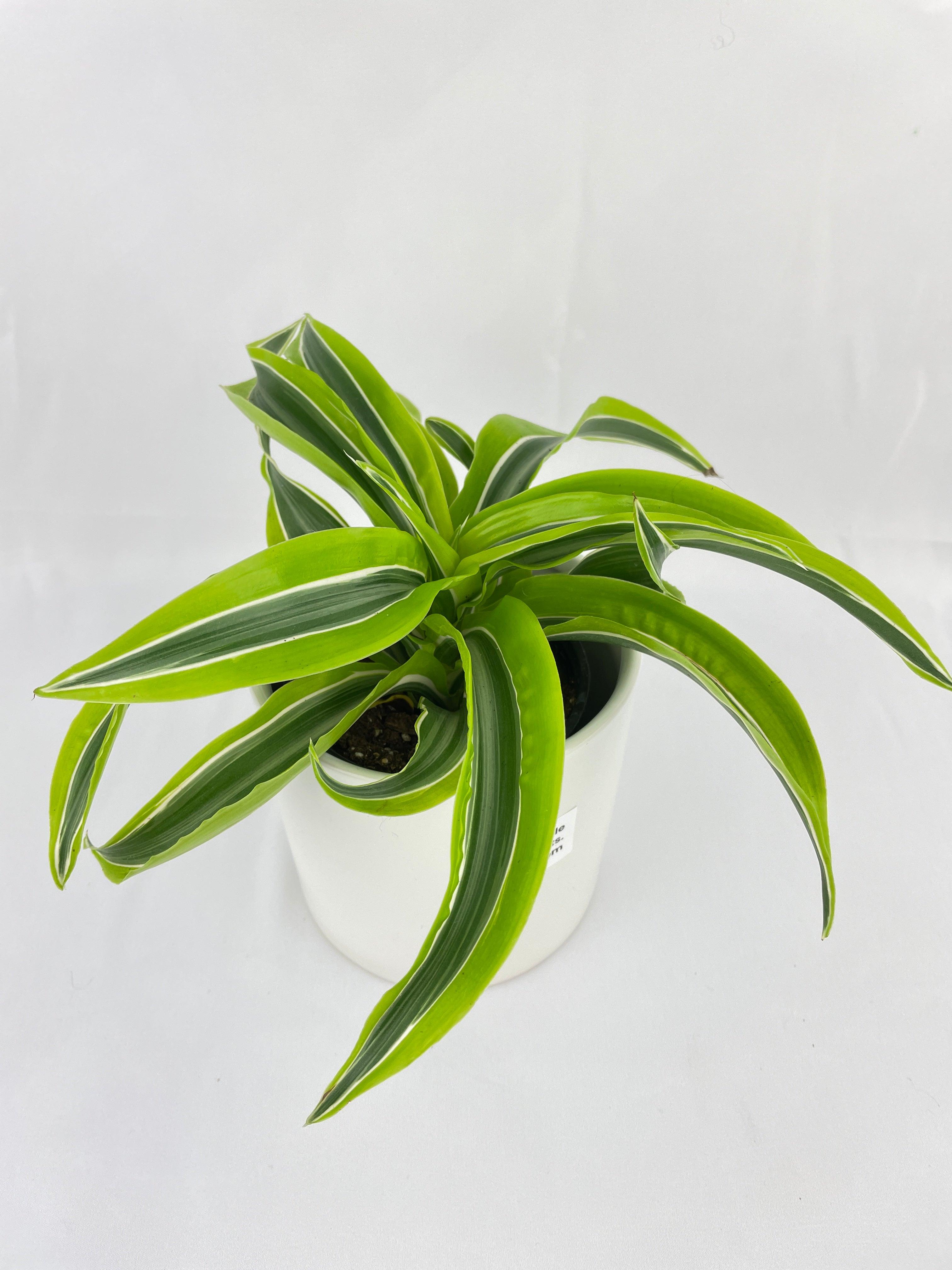 Dracaena Lemon Lime - Bumble Plants