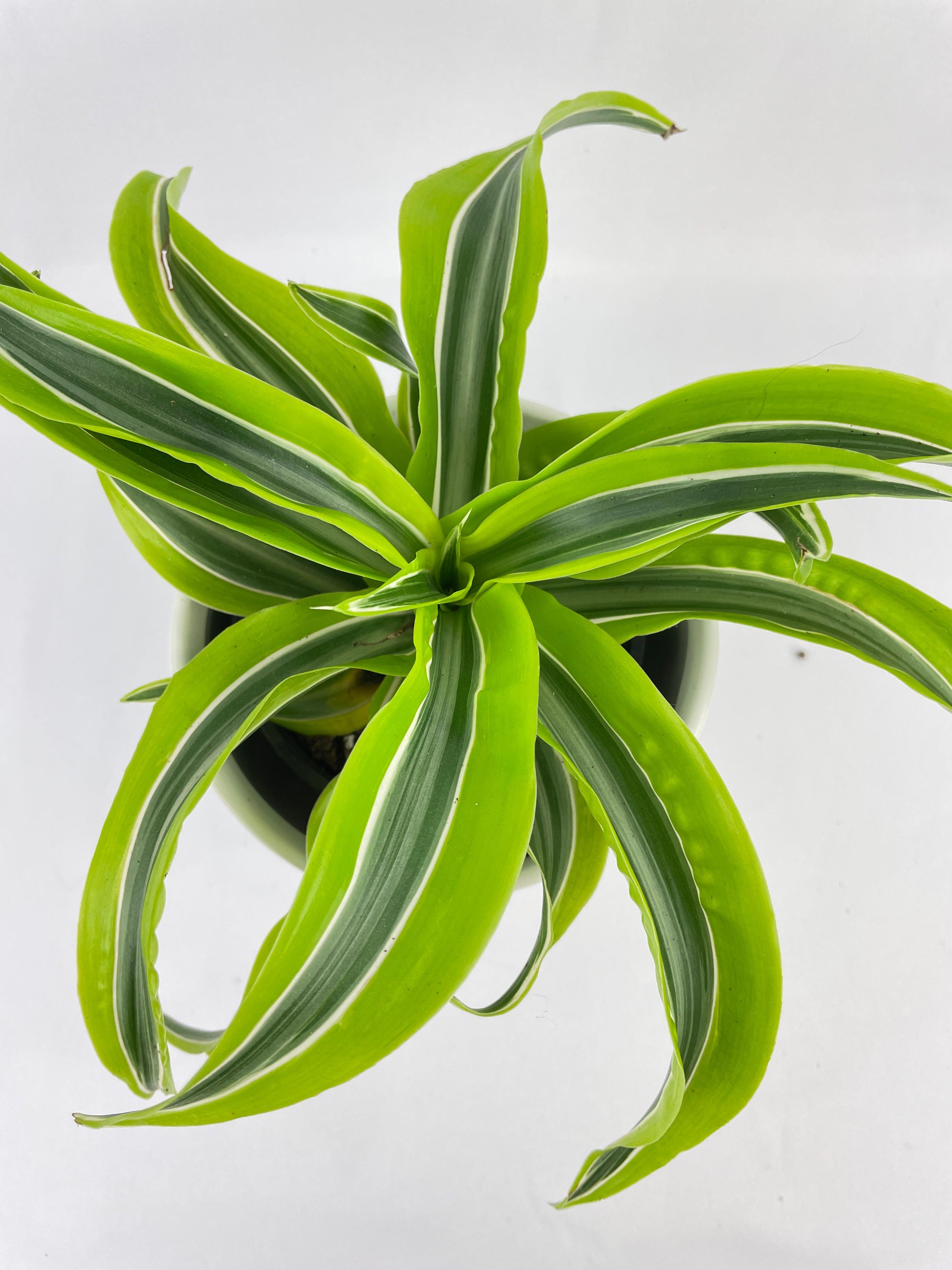 Dracaena Lemon Lime - Bumble Plants