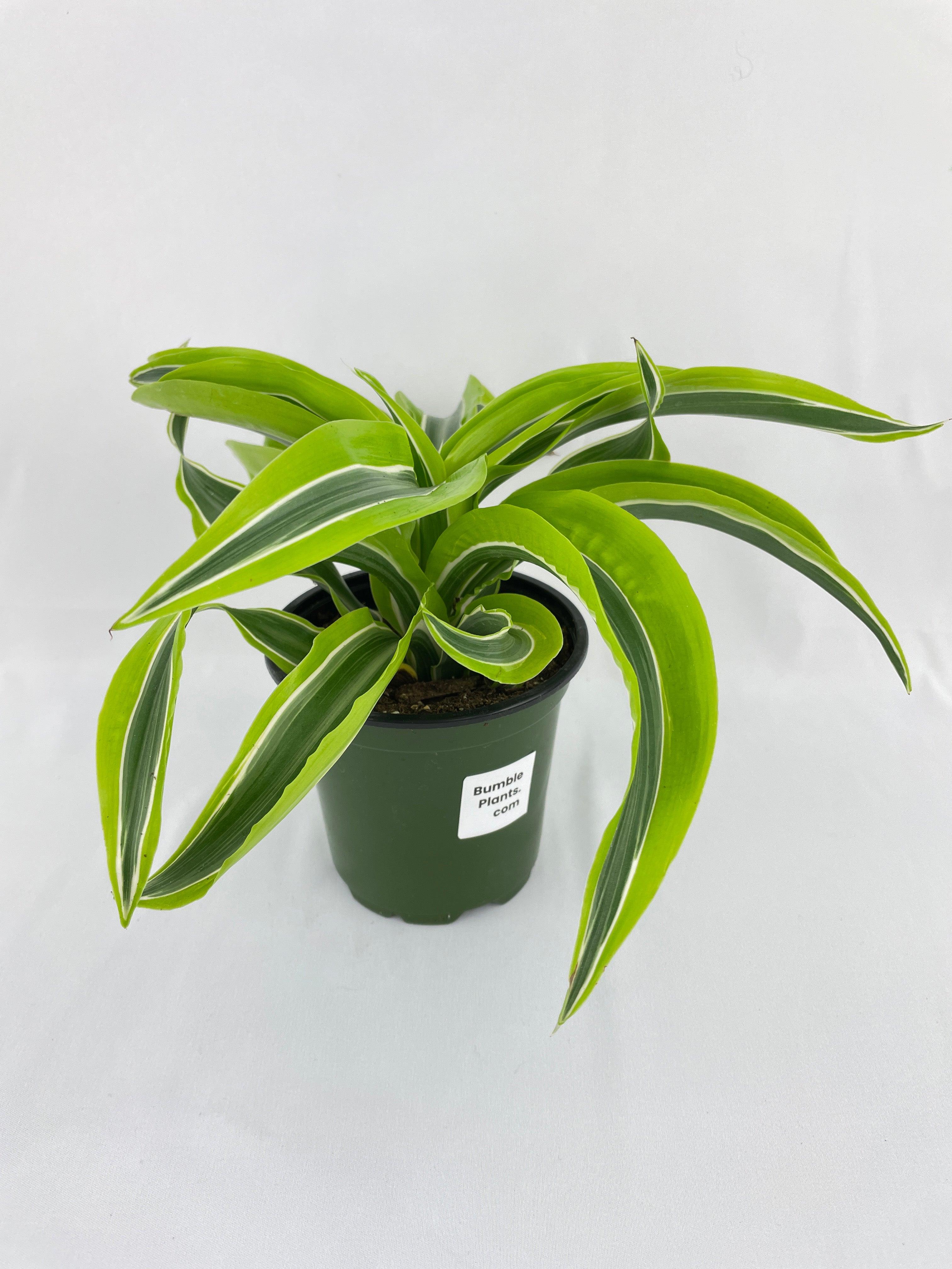 Dracaena Lemon Lime - Bumble Plants