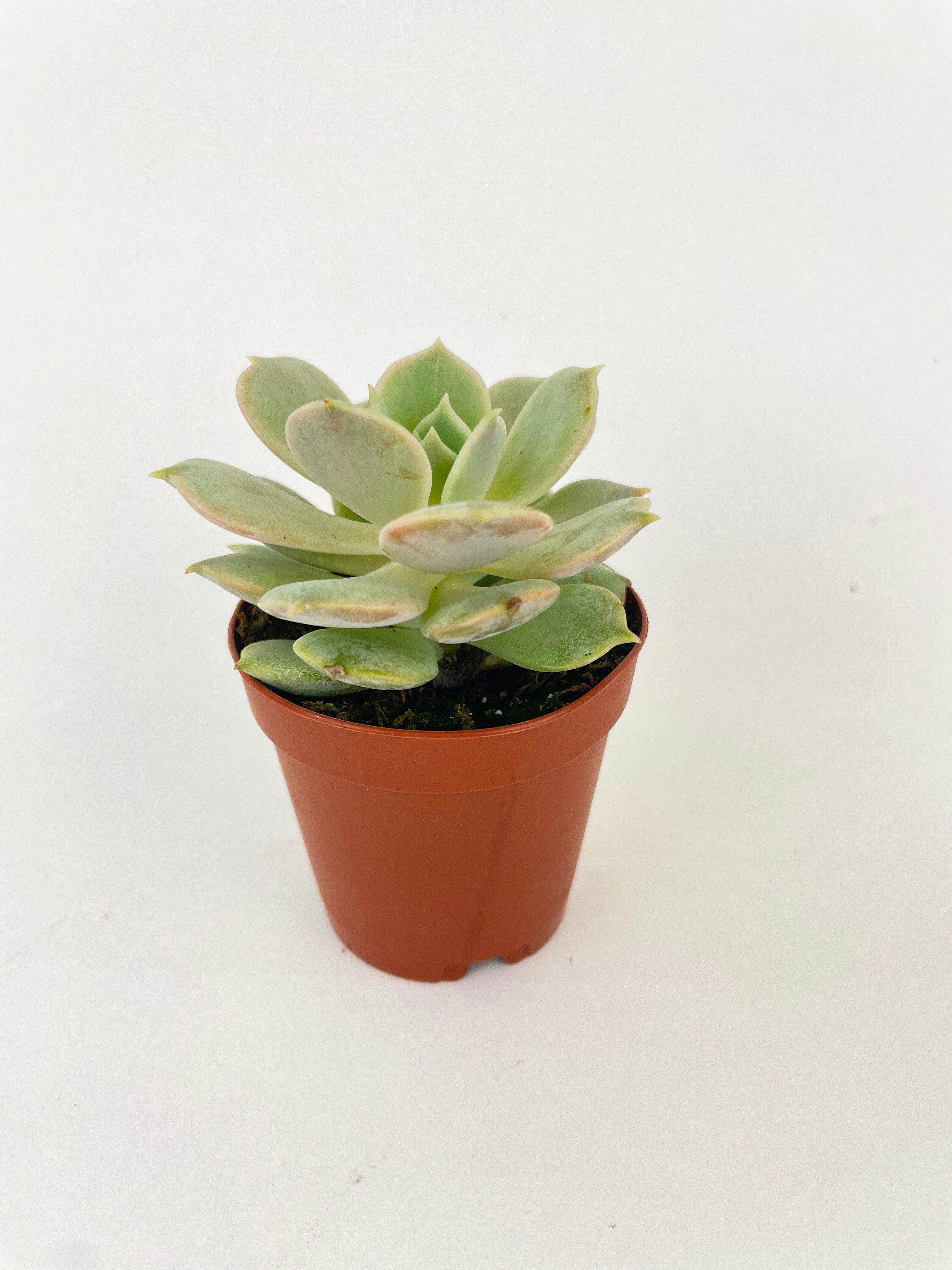 Echeveria Lola Succulent - Bumble Plants