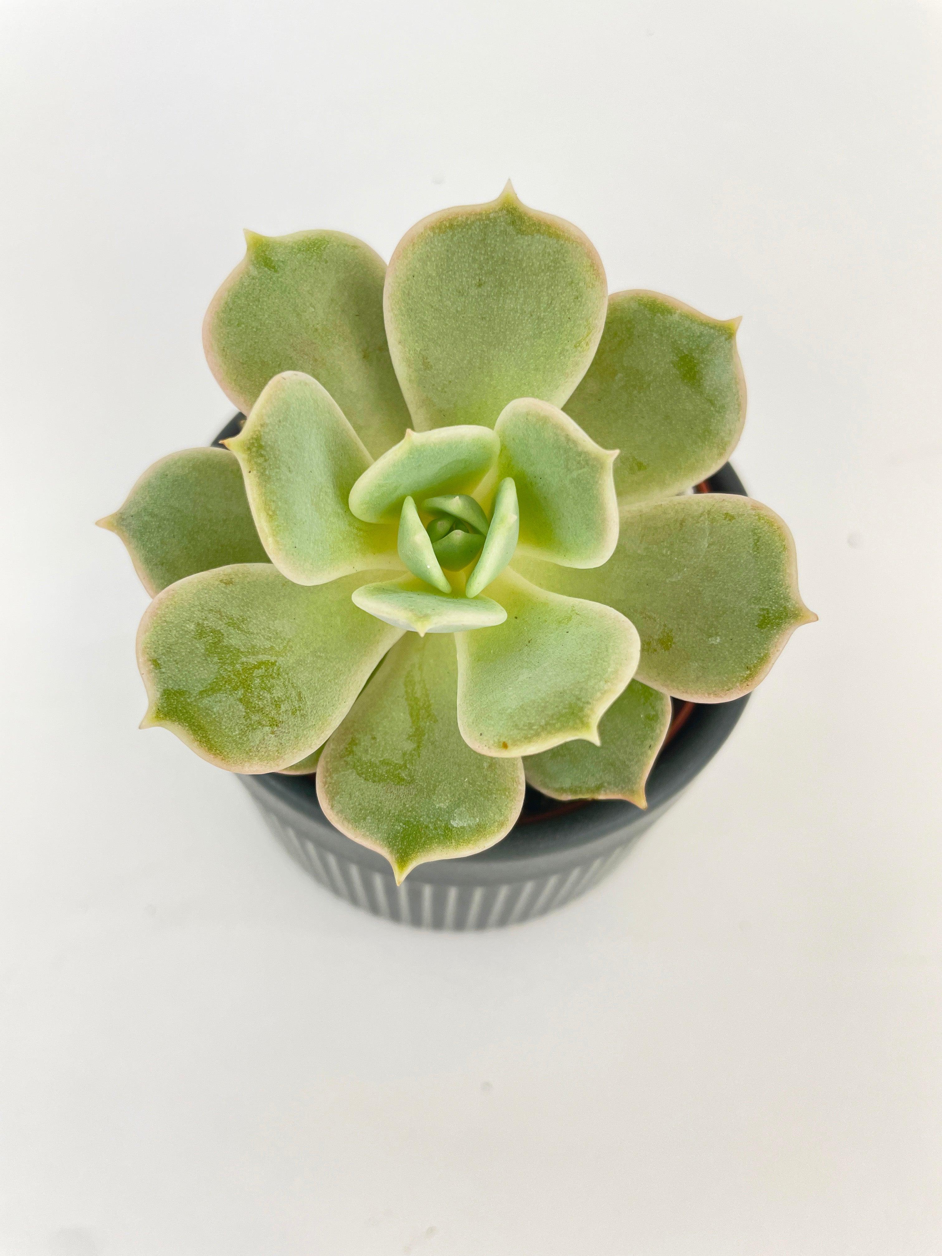Echeveria Lola Succulent - Bumble Plants
