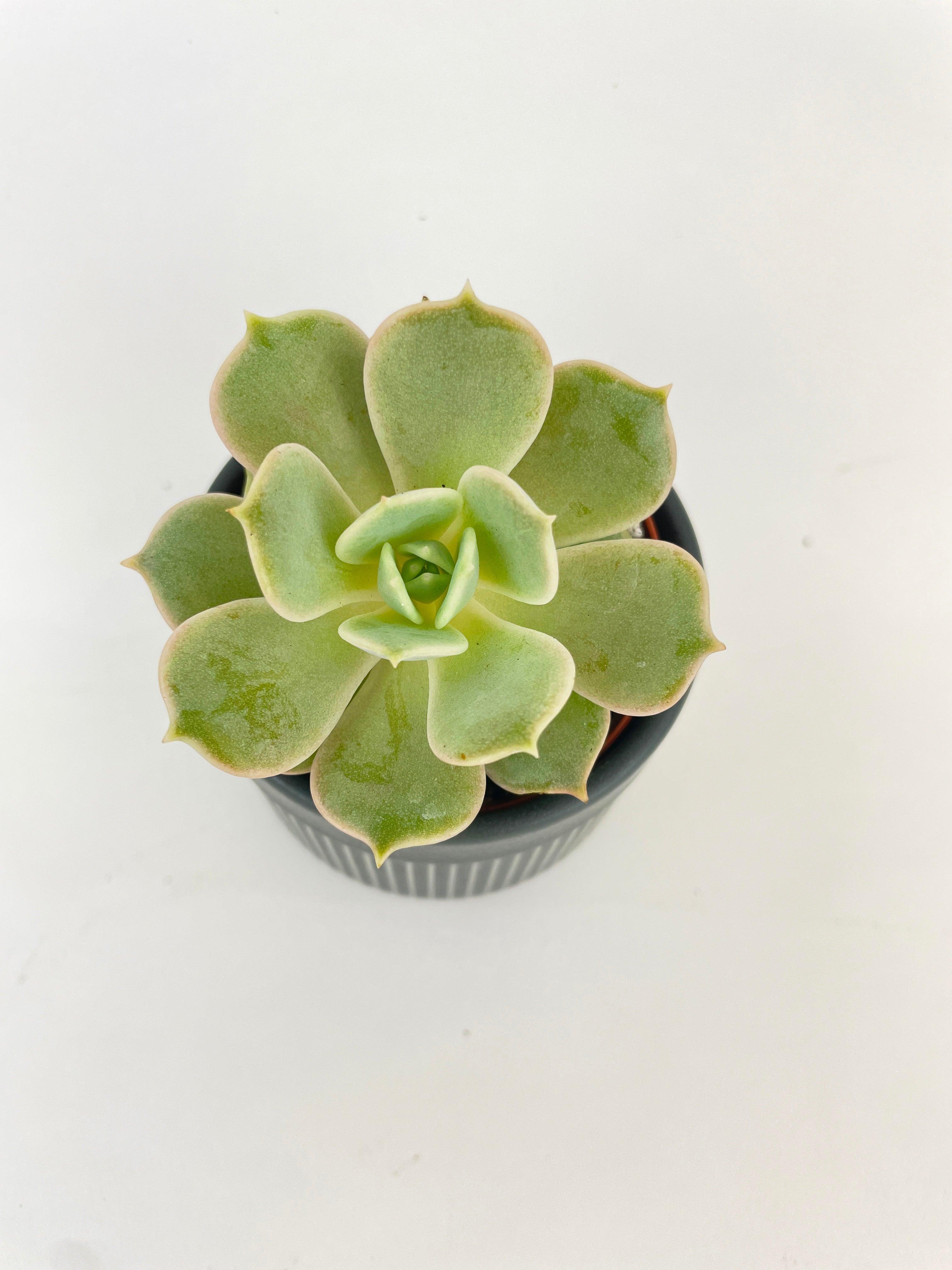 Echeveria Lola Succulent - Bumble Plants