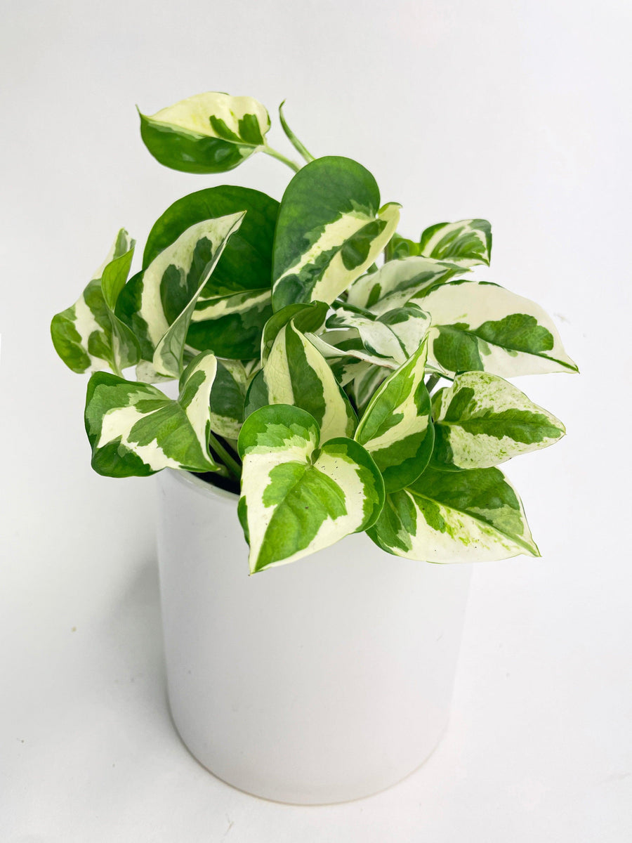 epipremnum aureum jade pothos Live Epipremnum 'Pearls and Jade