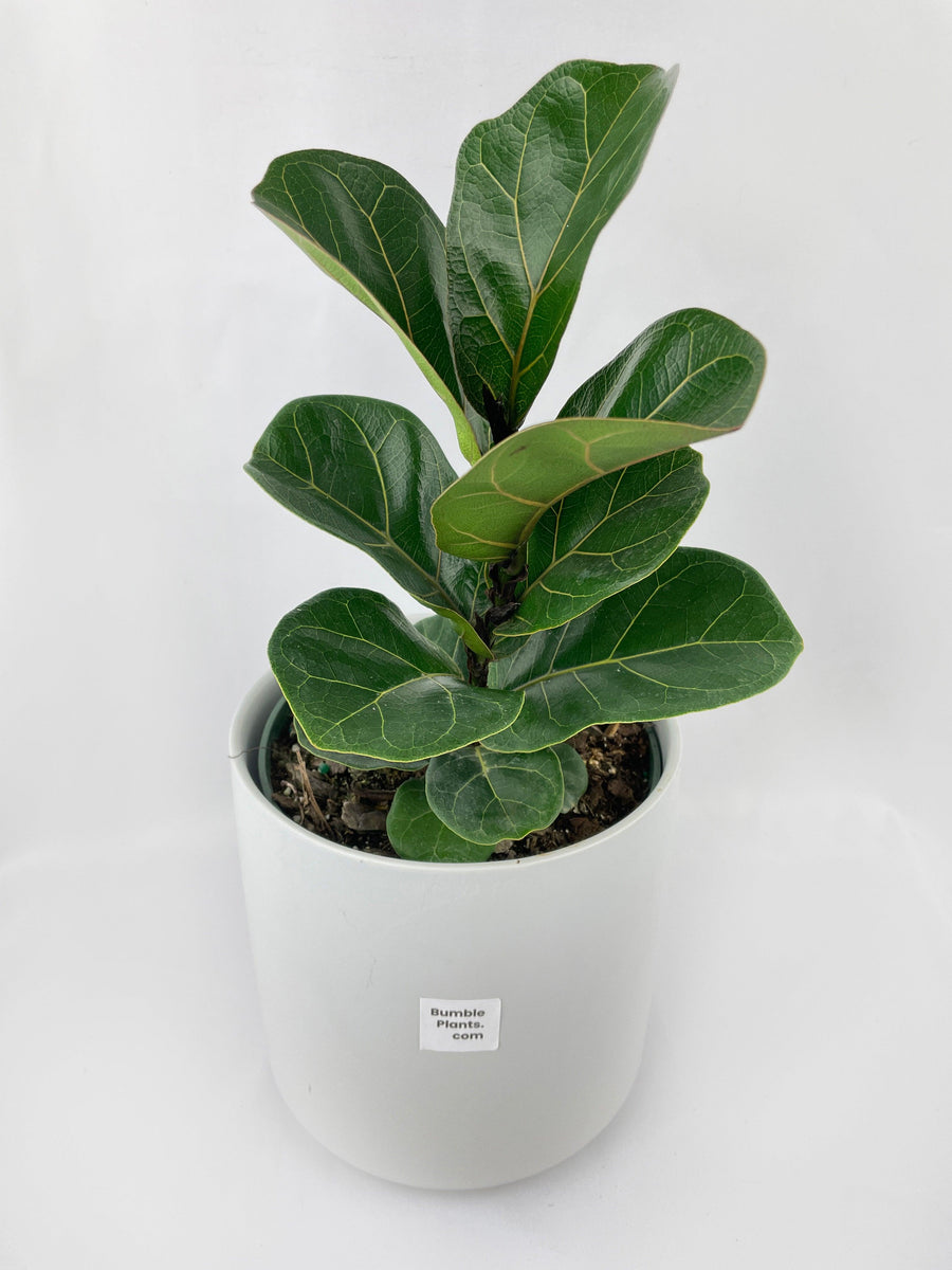 plastic fiddle leaf fig Live Fiddle Leaf Fig Ficus Lyrata