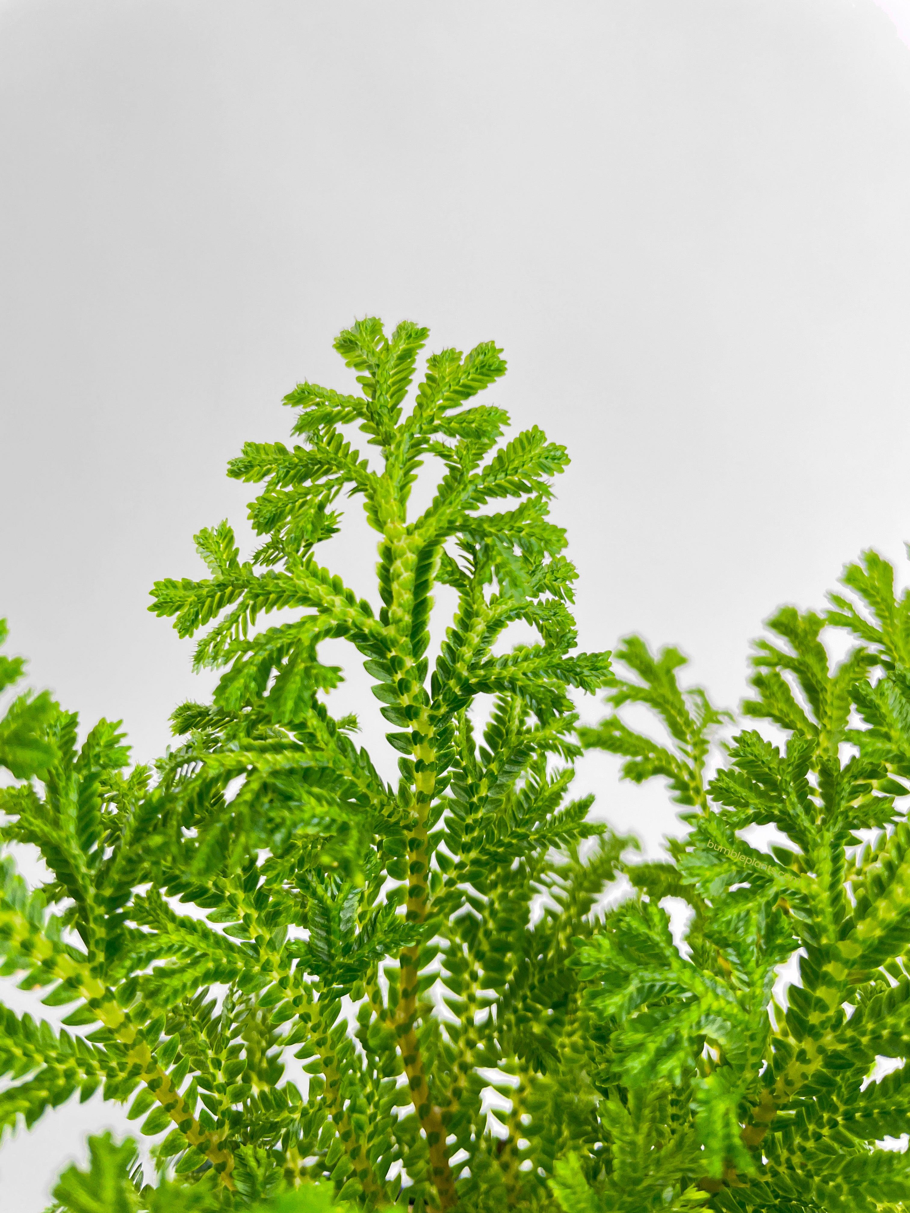 Frosted Tip Fern Selaginella Kraussiana - Bumble Plants