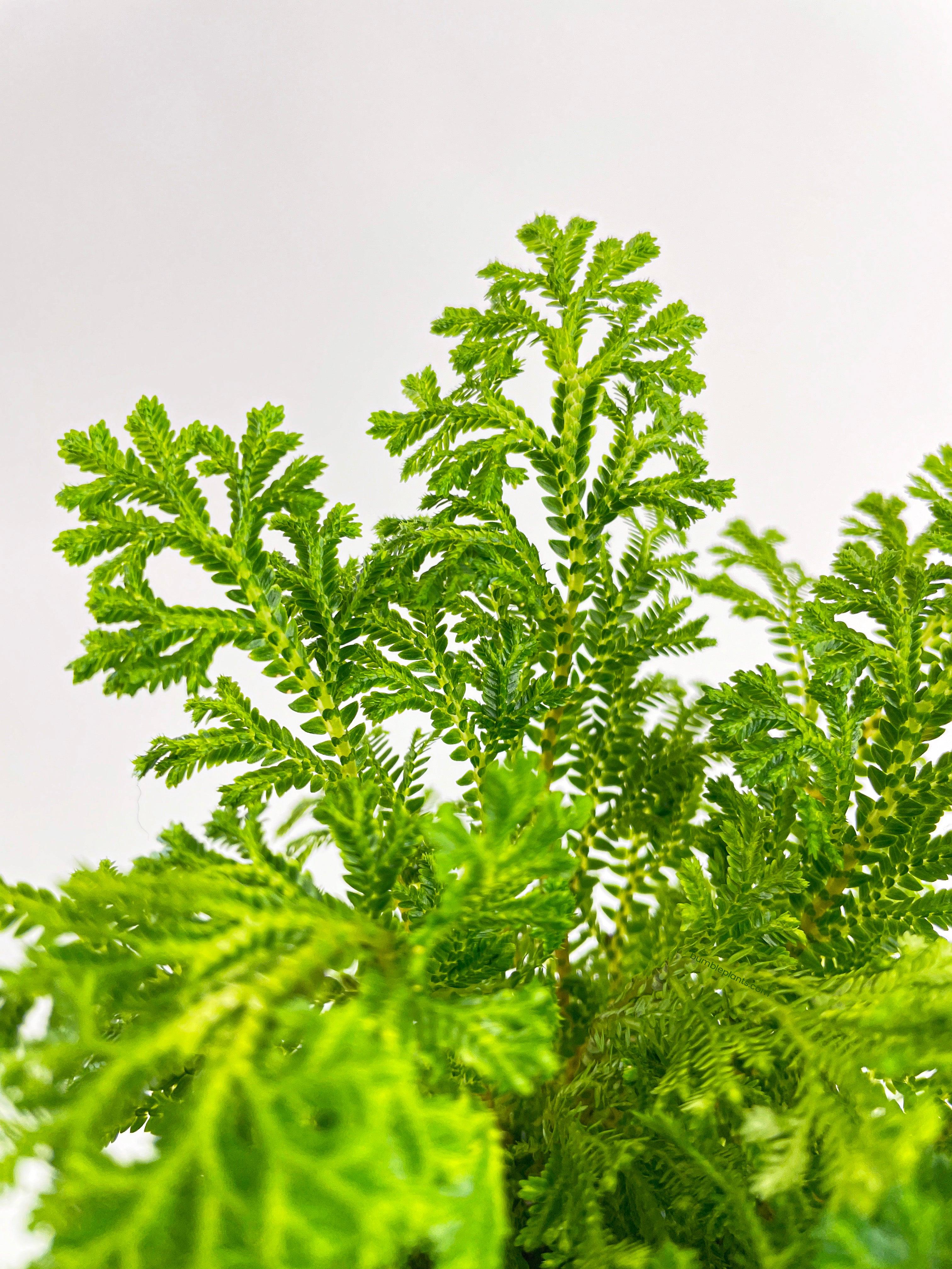 Frosted Tip Fern Selaginella Kraussiana - Bumble Plants