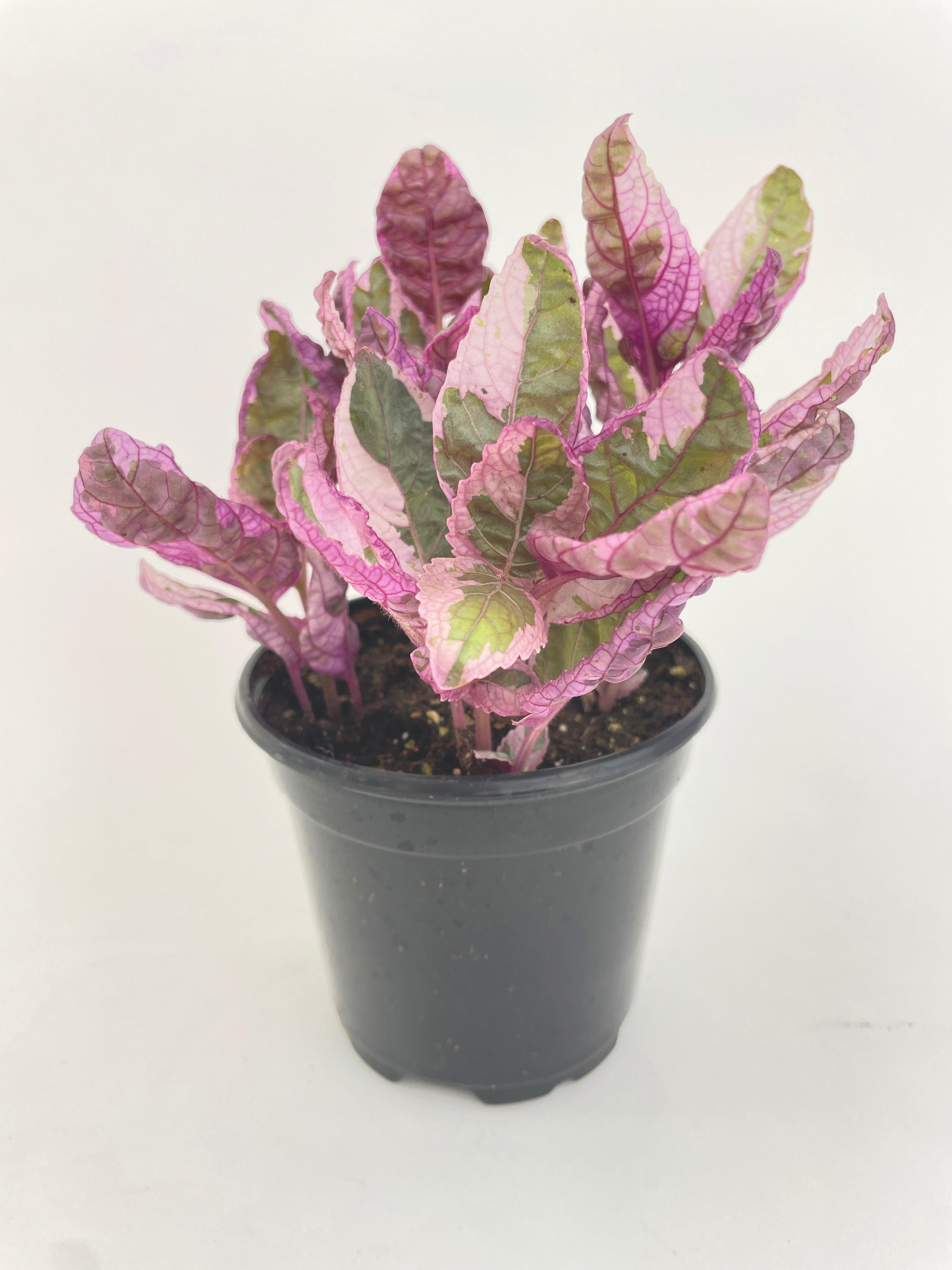 'Snow White' Waffle Plant Hemigraphis Alternata - Bumble Plants