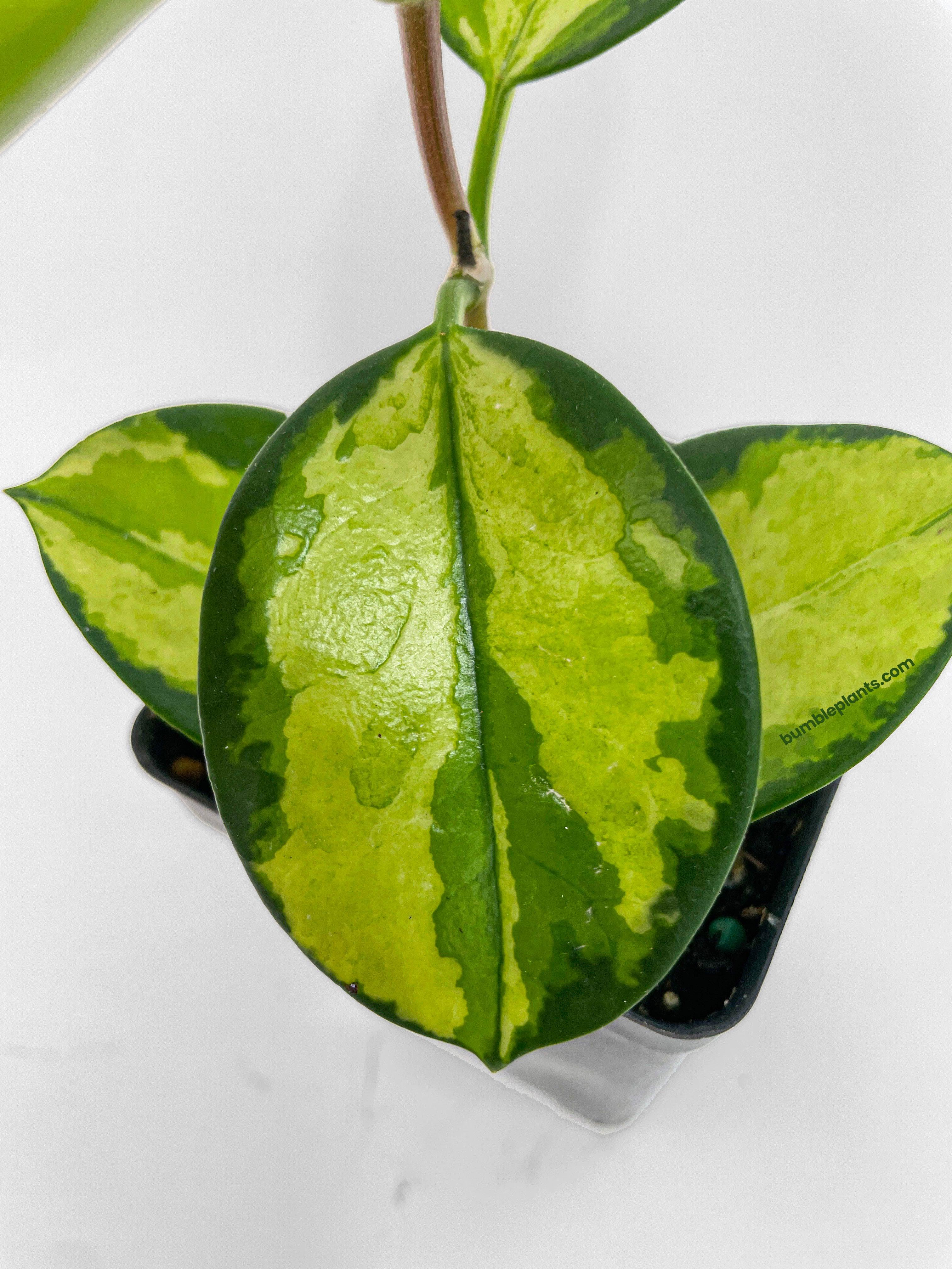 Hoya Australis Lisa - Bumble Plants